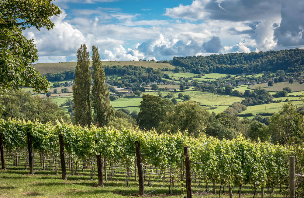 Woodchester Valley Vineyard main photo