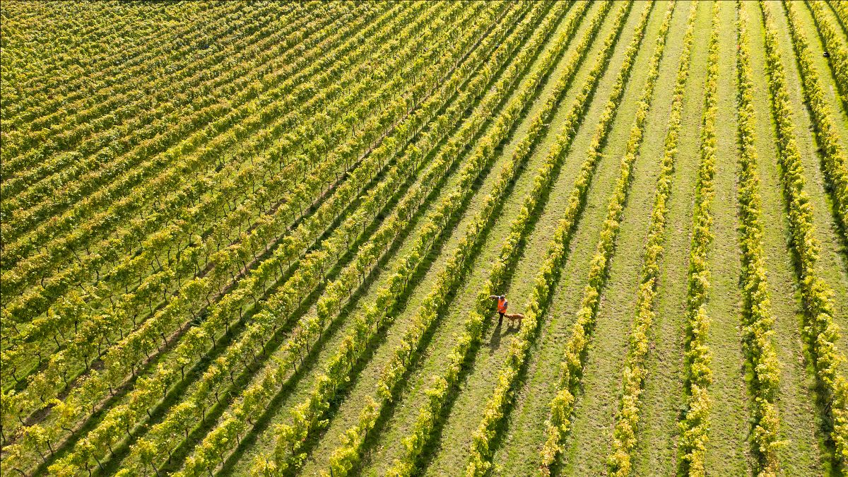 Wythall Estate Vineyard main photo