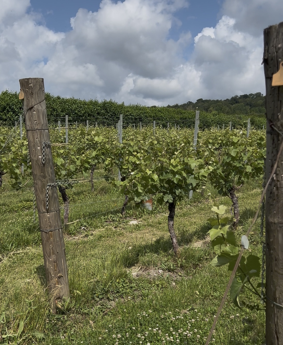 Albury Organic Vineyard photo 2