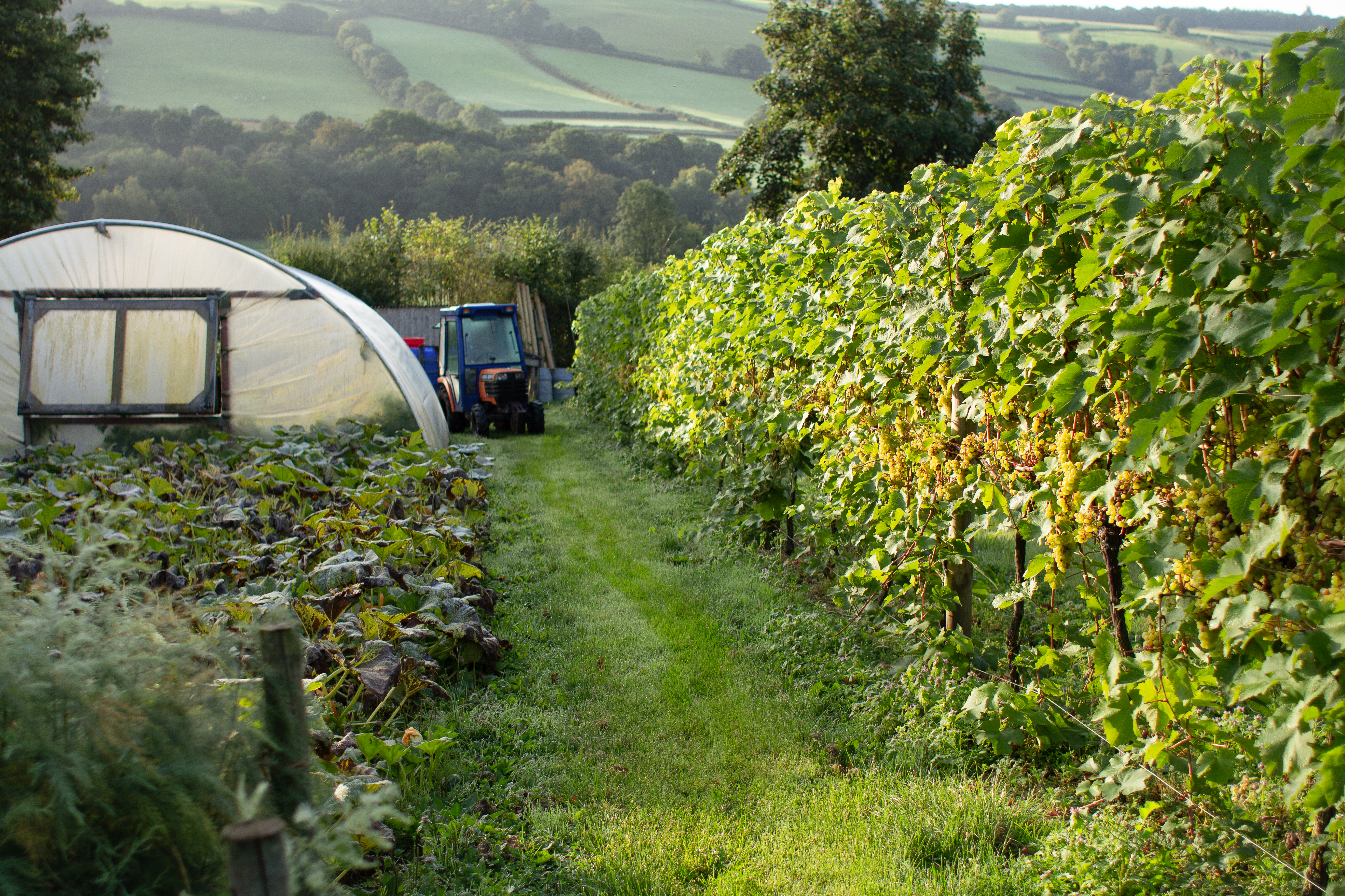 Alder Vineyard photo 3