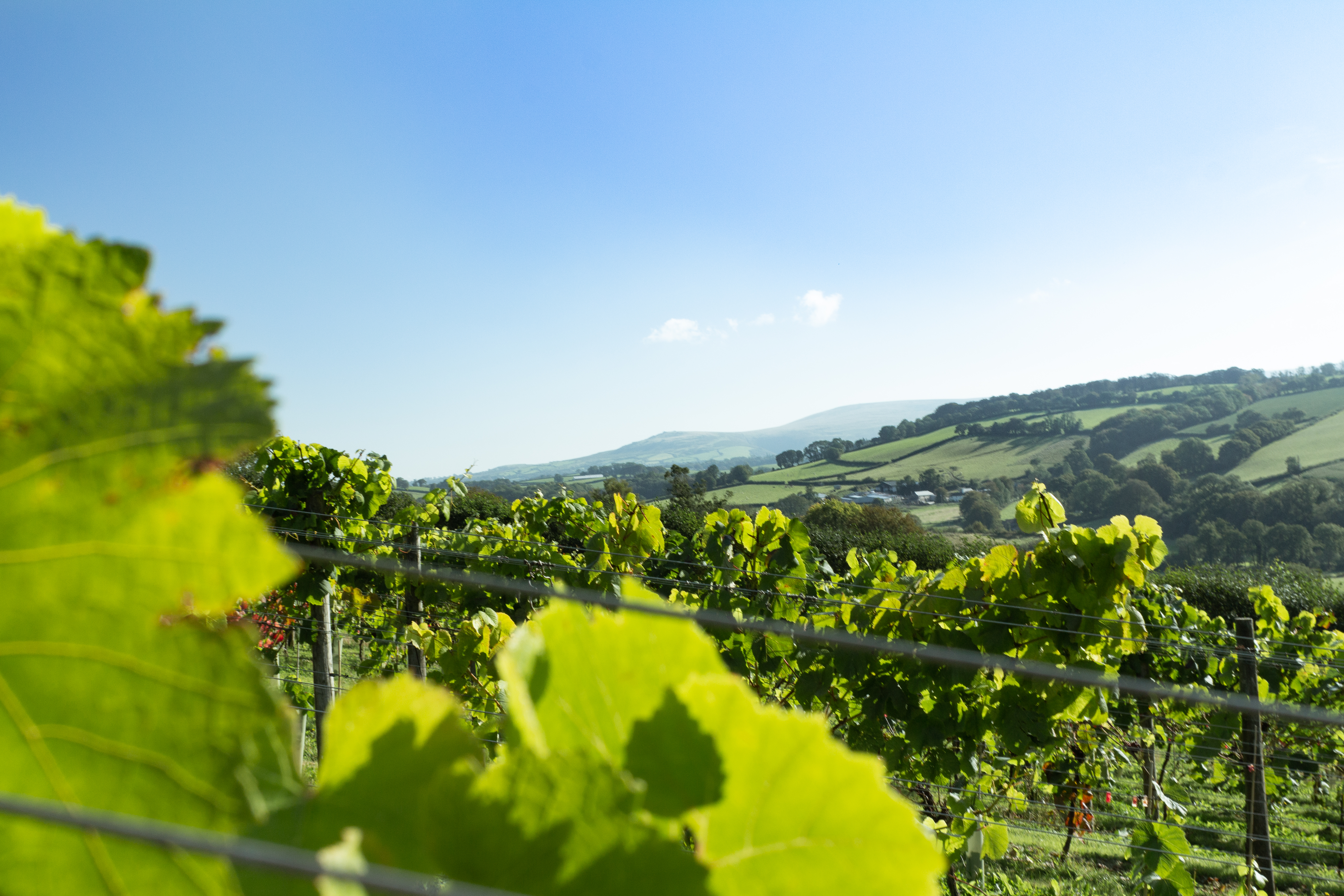 Alder Vineyard photo 2