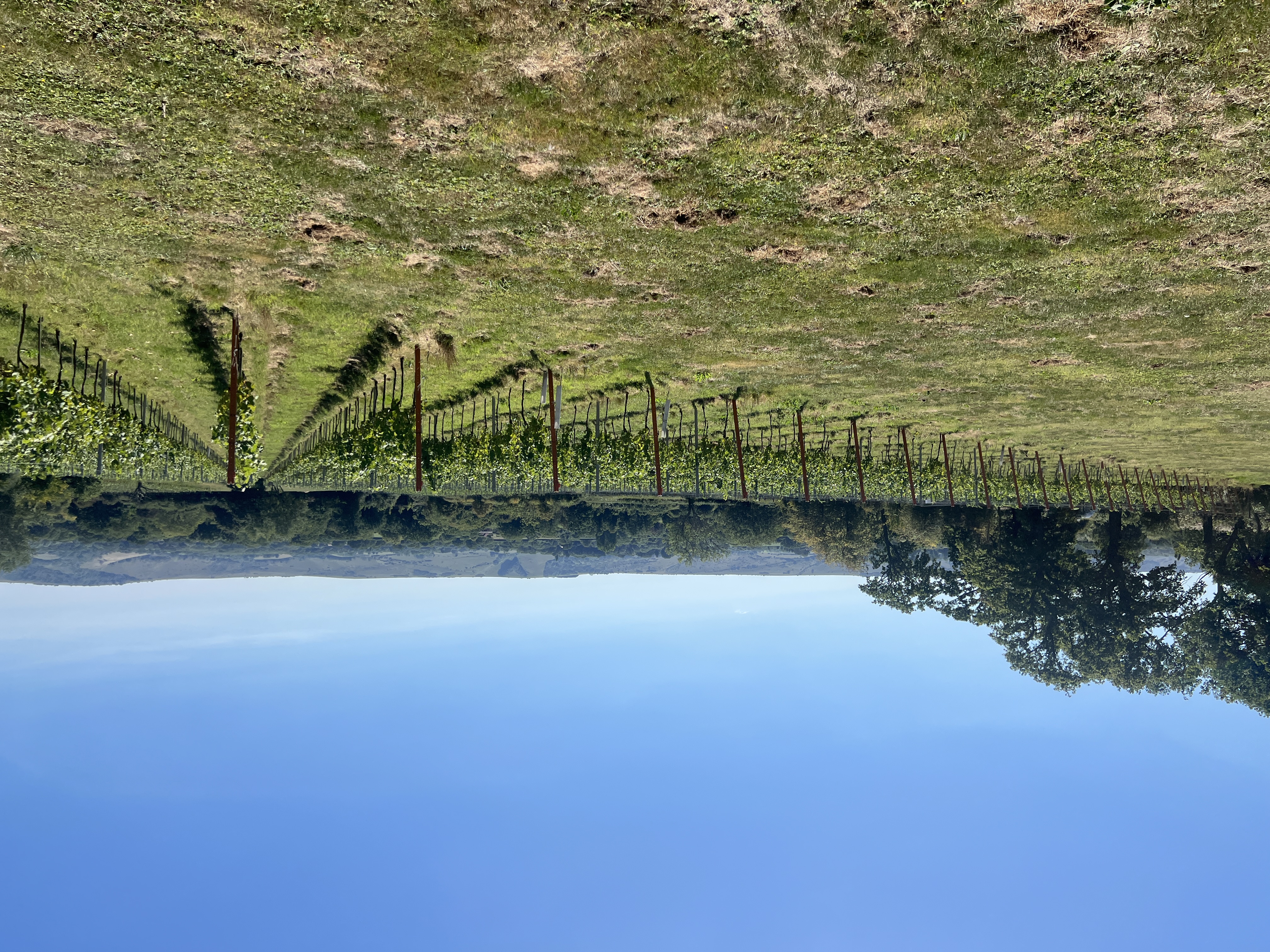 Artelium Wine Estate photo 2