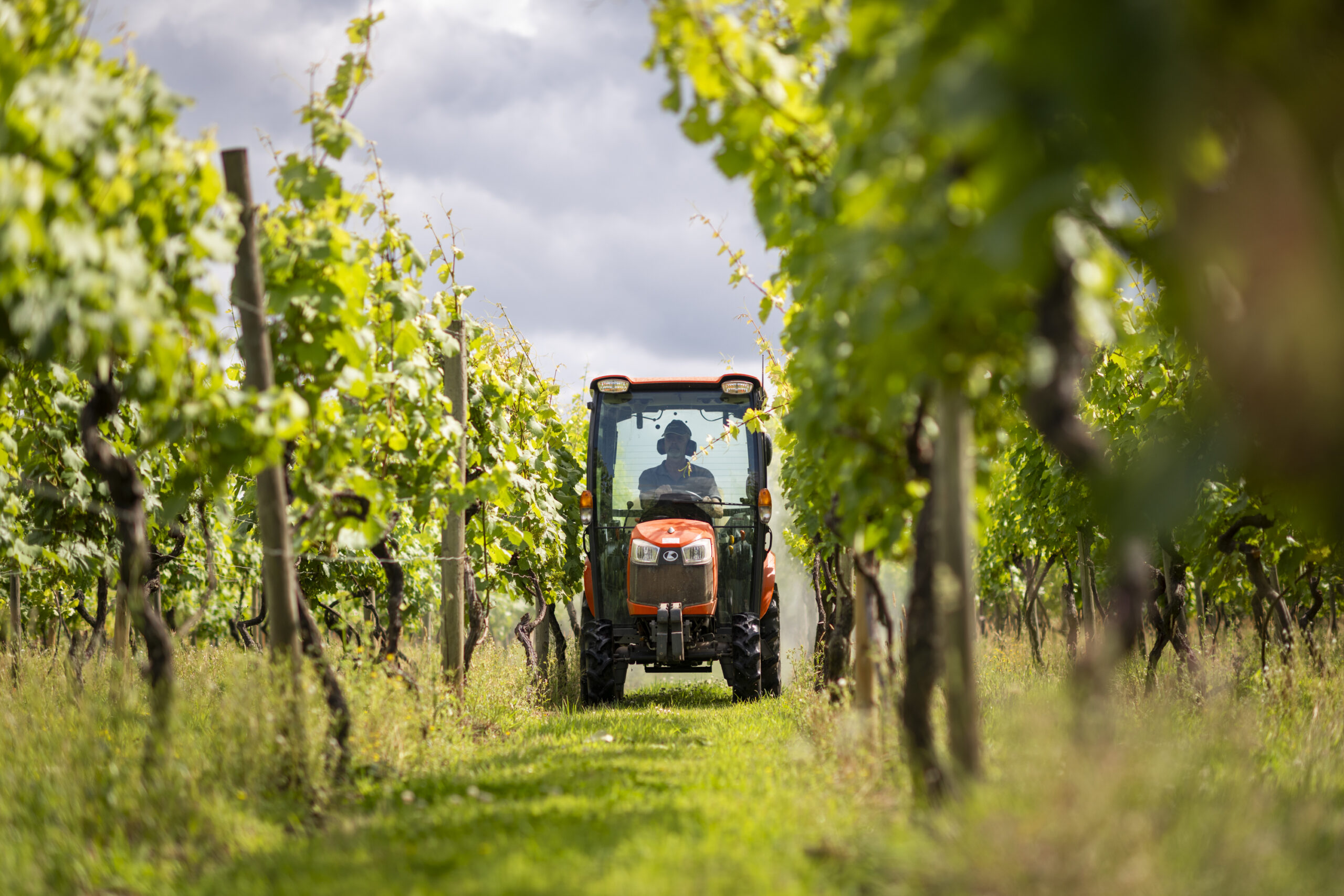 Astley Vineyard photo 4