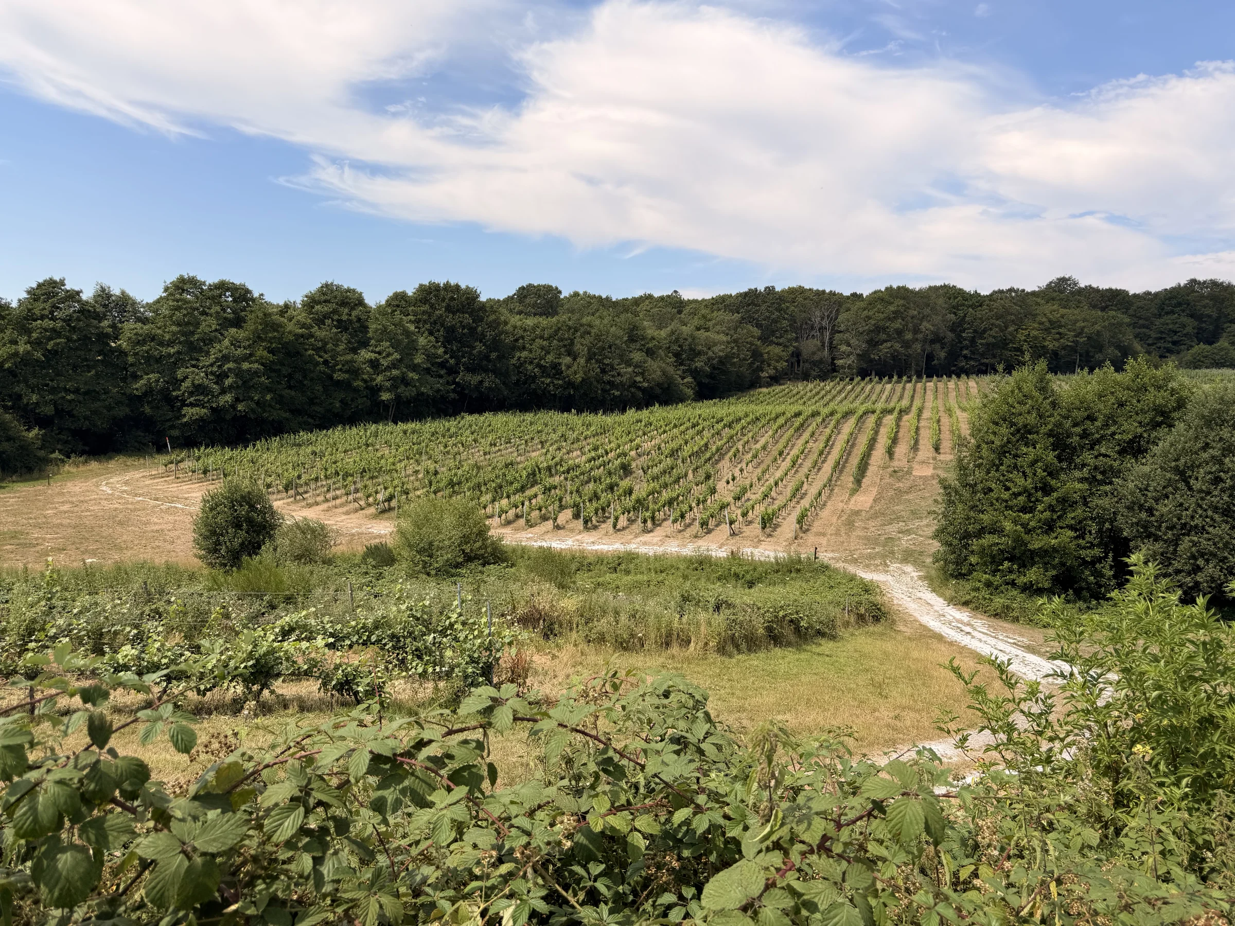 Bluebell Vineyard Estates main photo