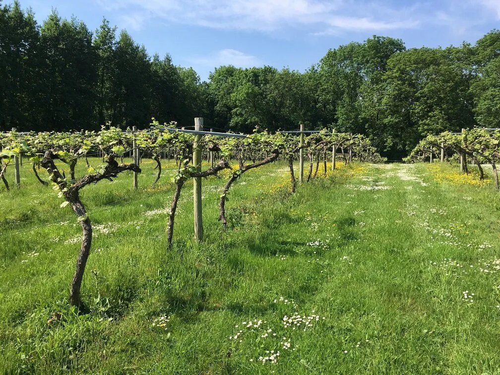 Bow in the Cloud Vineyard photo 2