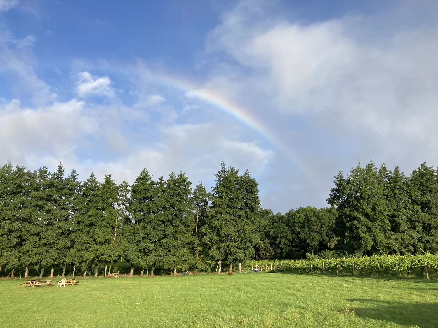 Bow in the Cloud Vineyard photo 3