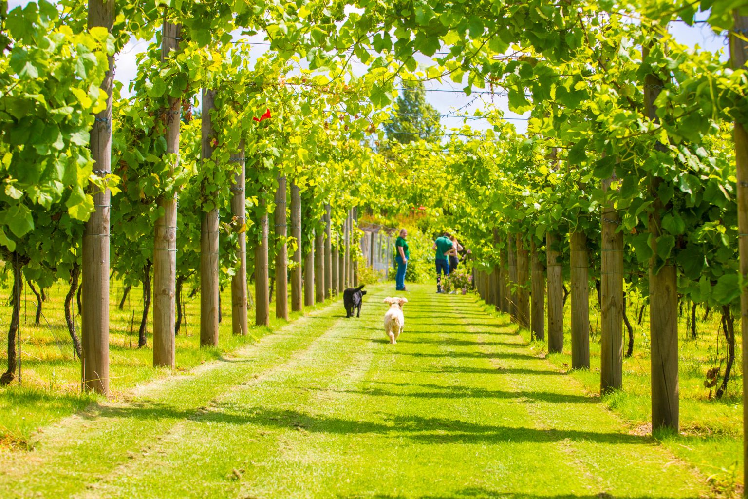 Brabourne Vineyard main photo