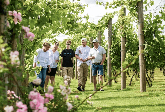 Brabourne Vineyard photo 2