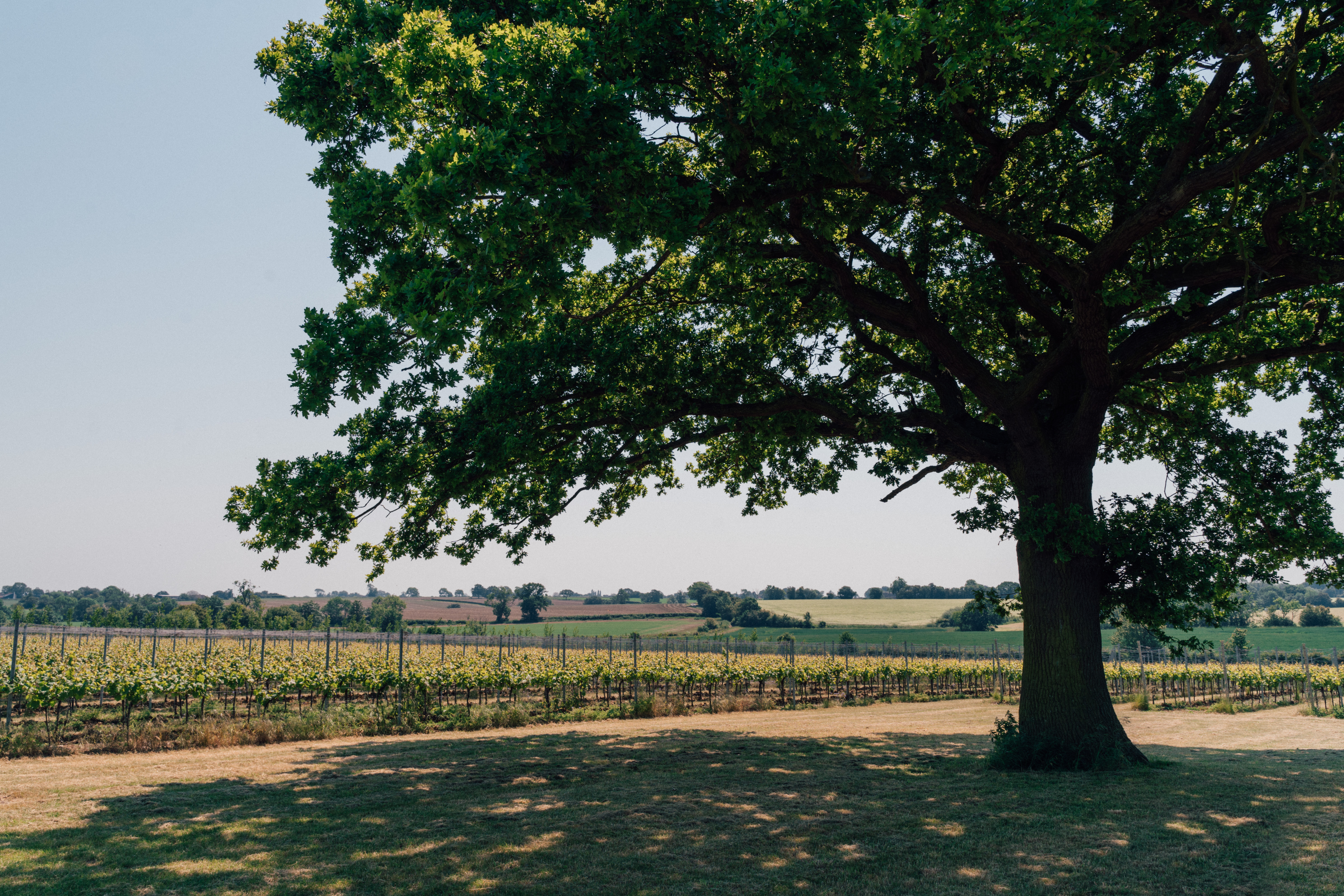 Burnt House Vineyard main photo