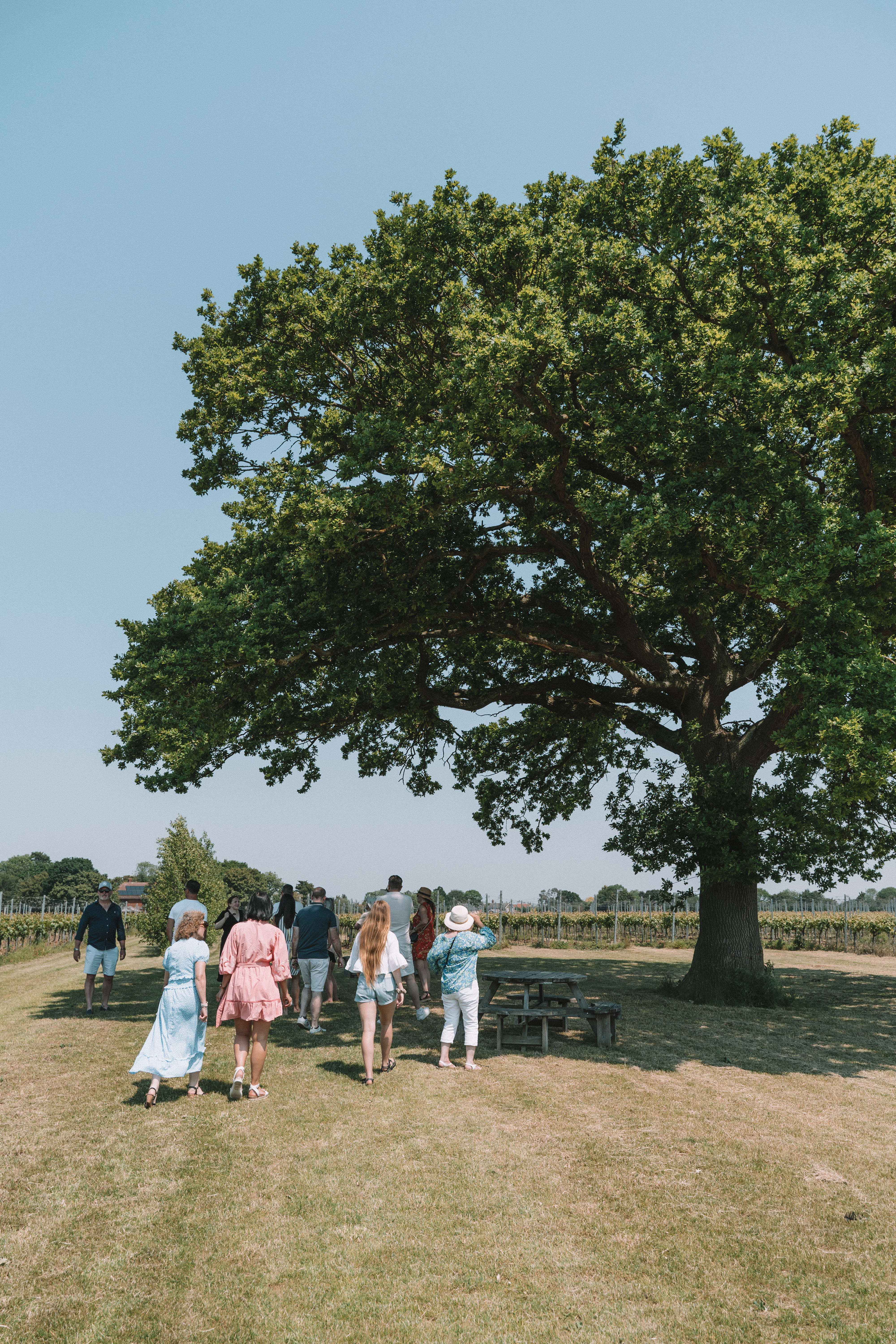 Burnt House Vineyard photo 2