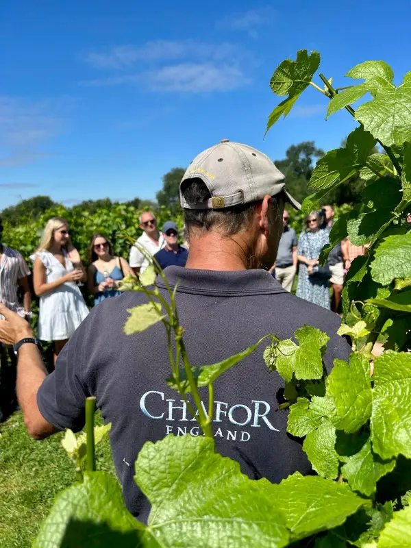 Chafor Wine Estate main photo