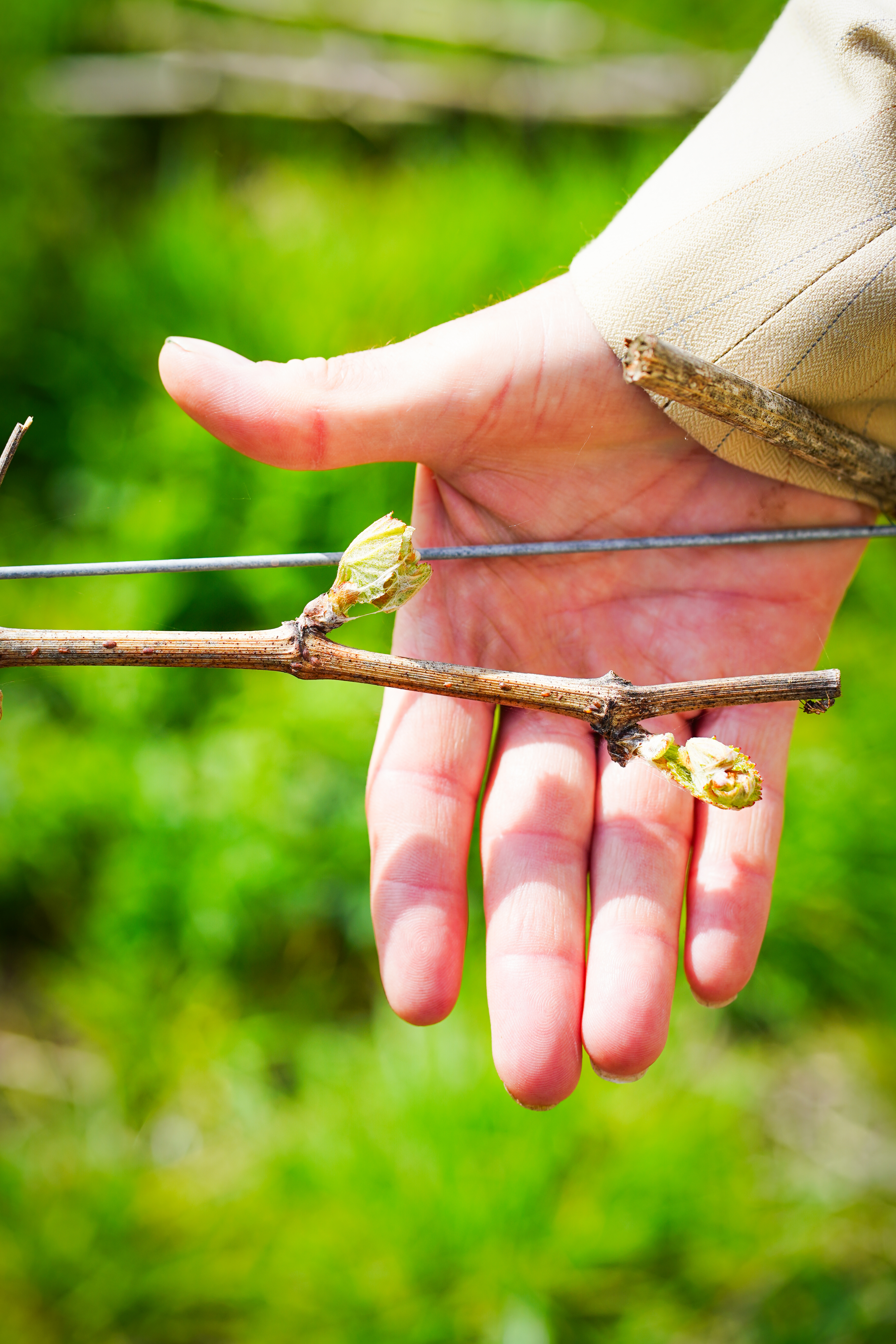 Chet Valley Vineyard photo 3
