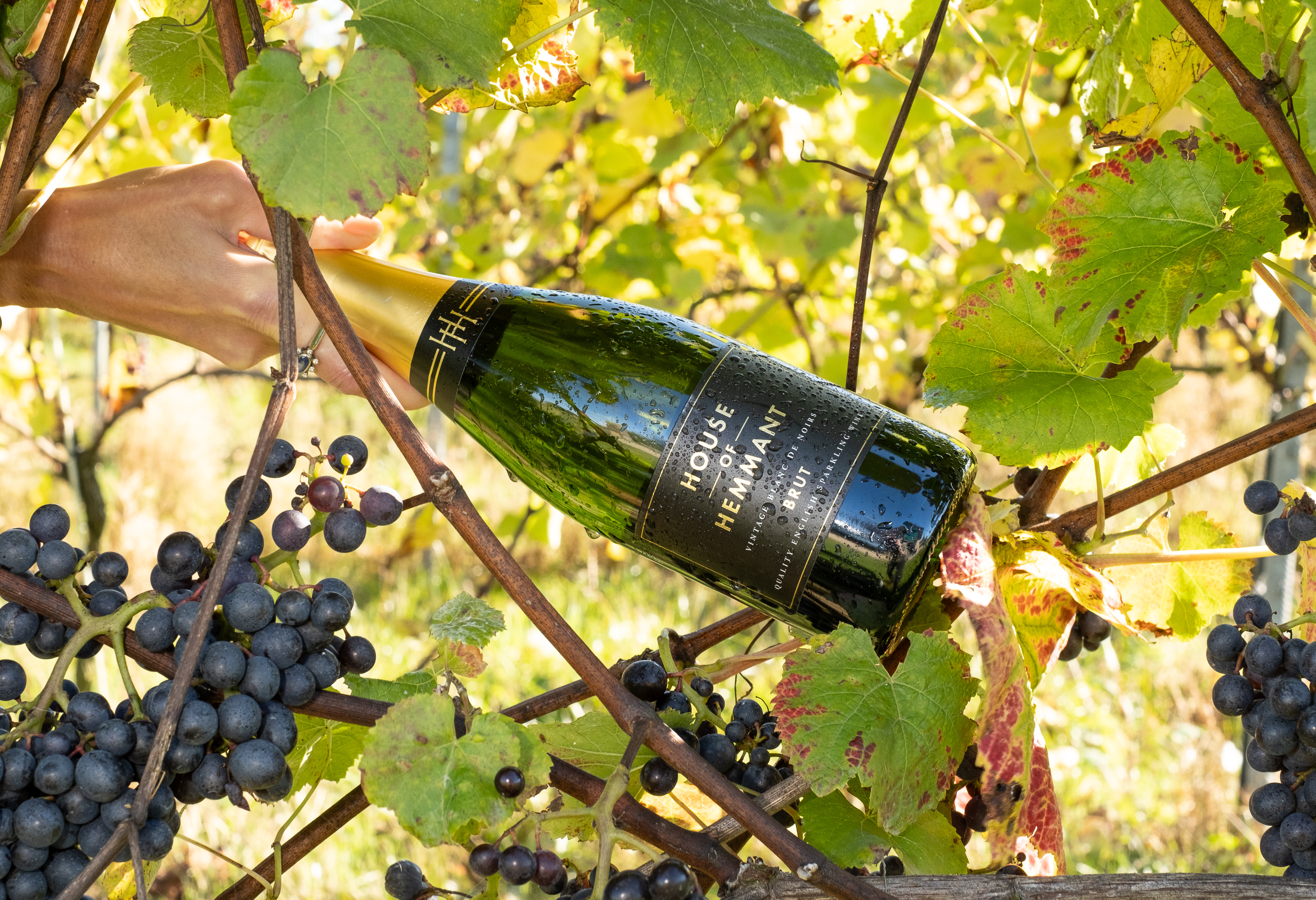 Chet Valley Vineyard photo 5