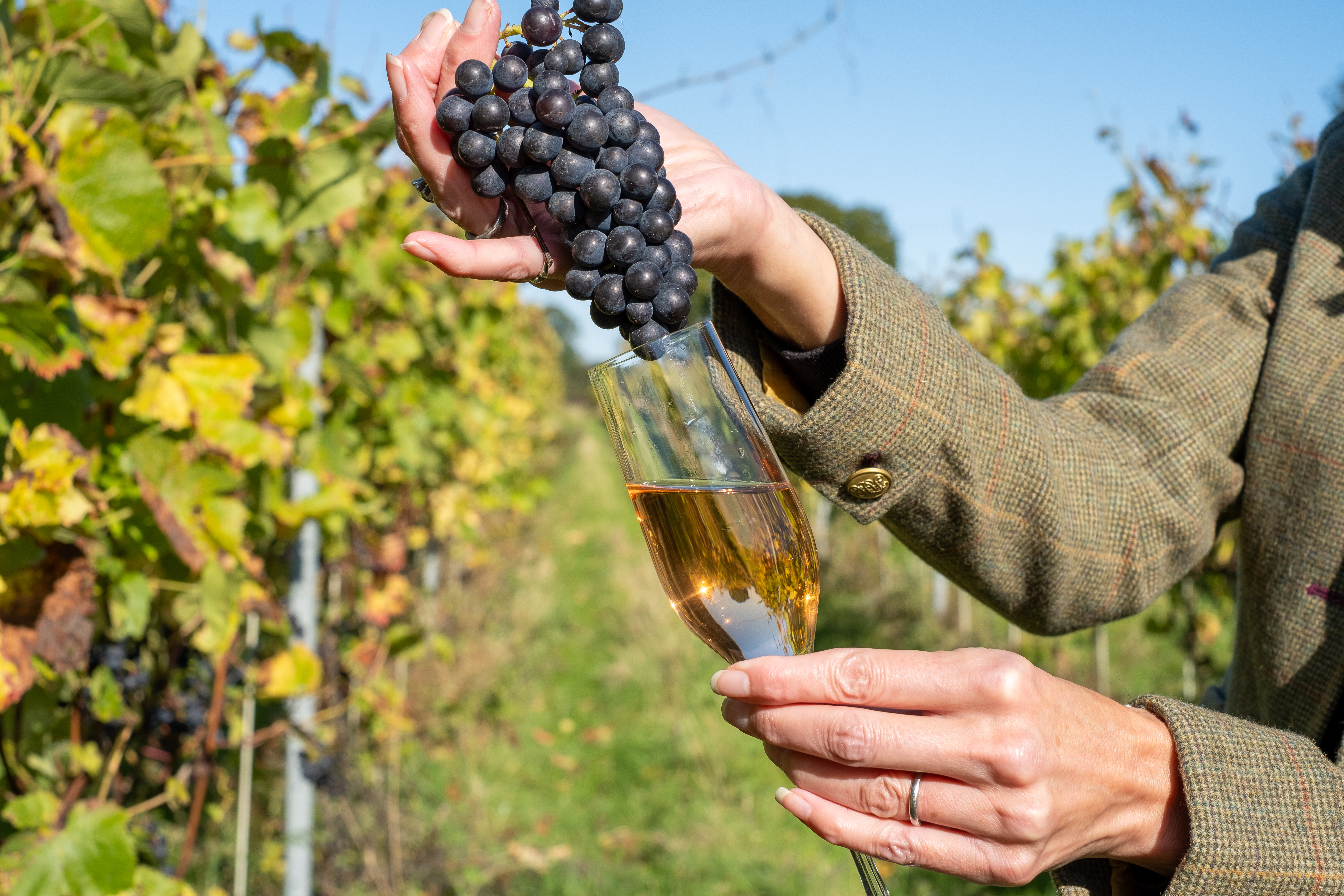 Chet Valley Vineyard photo 6