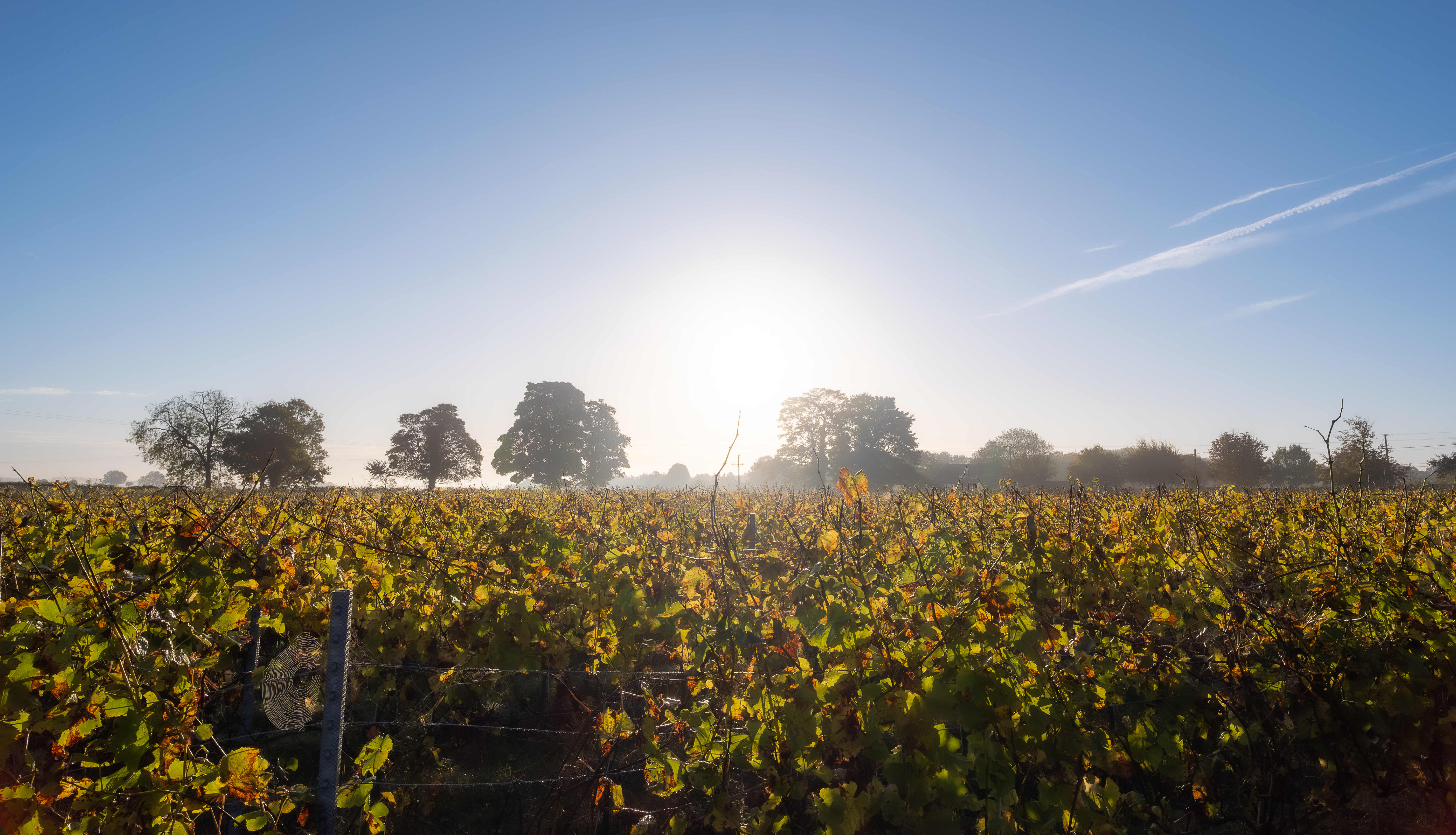 Chet Valley Vineyard main photo