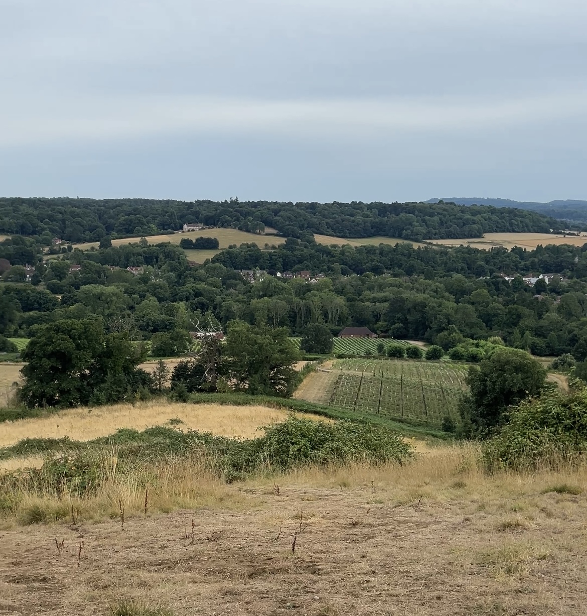 Chilworth Manor Vineyard photo 3