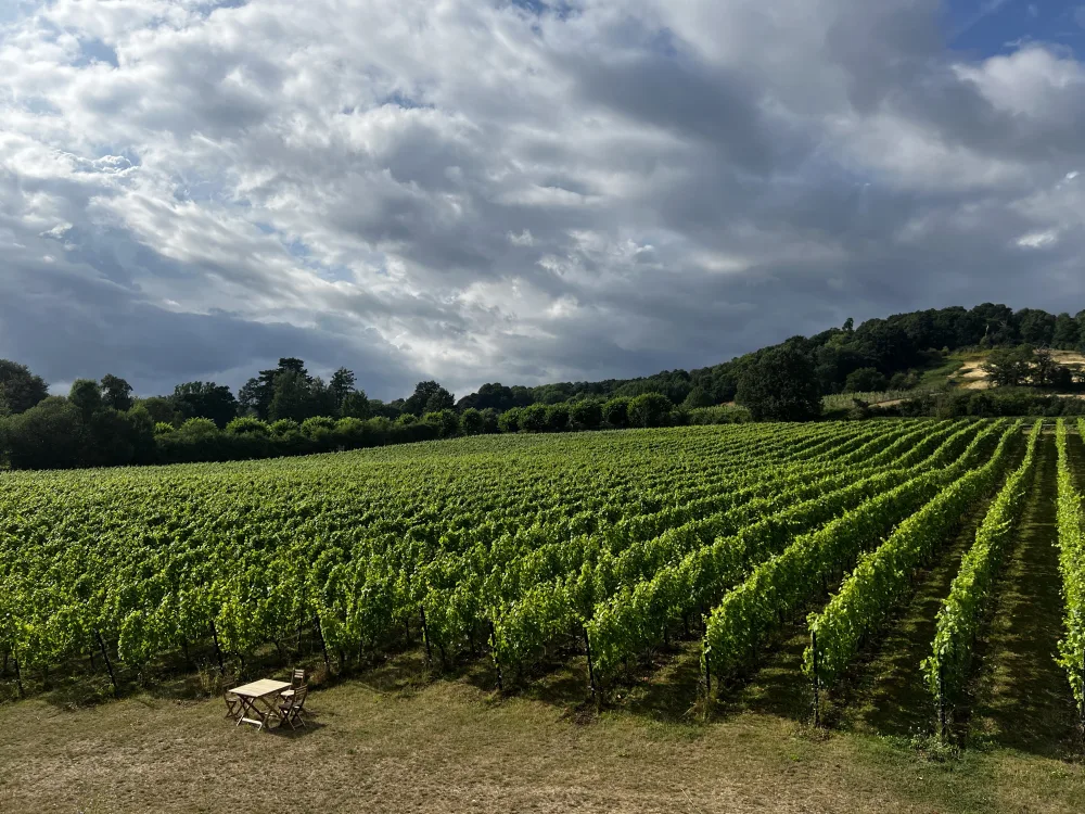 Chilworth Manor Vineyard, Surrey