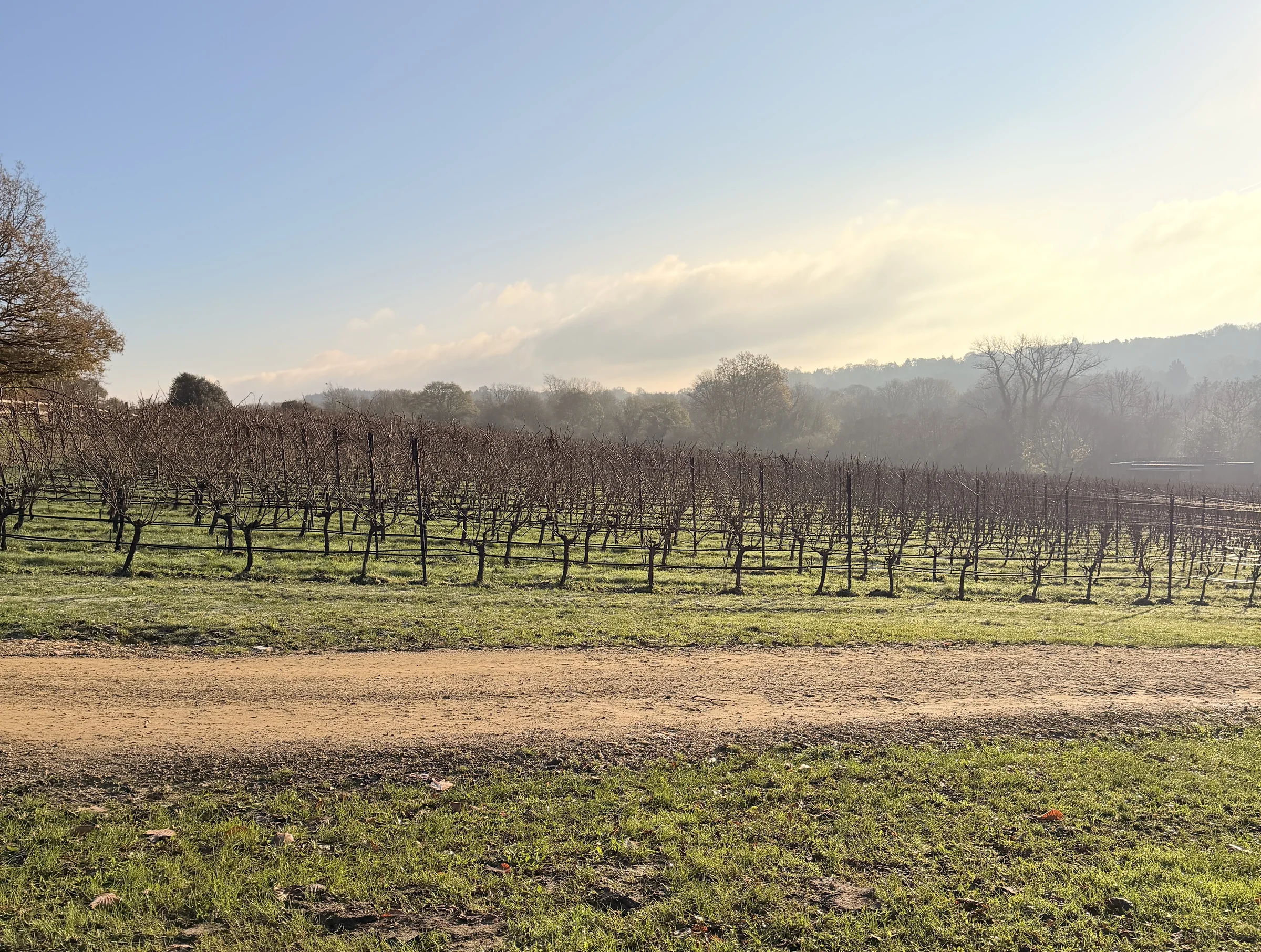 Christmas Vineyard Events 2026 - What's on across England & Wales