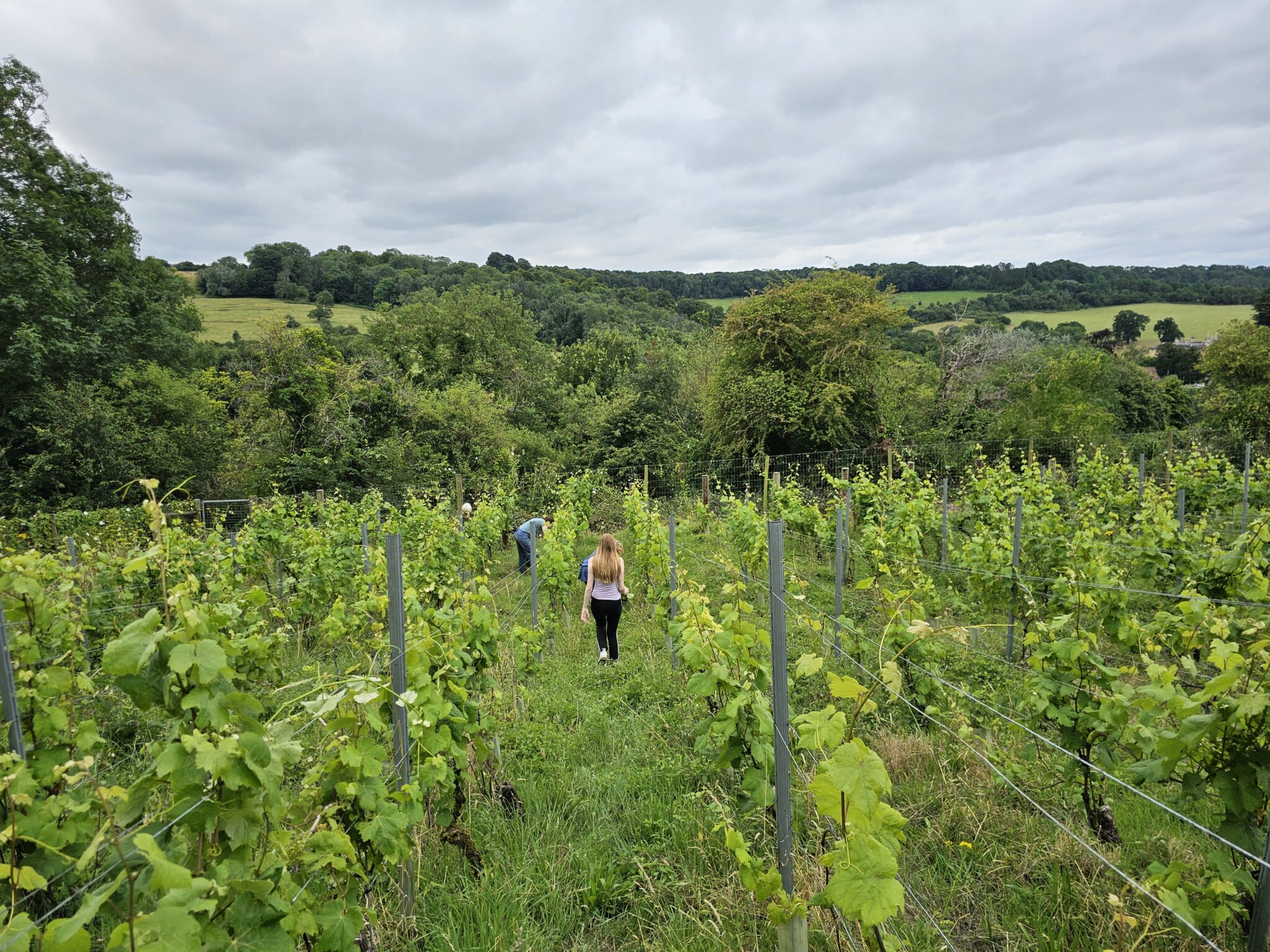 Combe Hay Vineyard photo 2