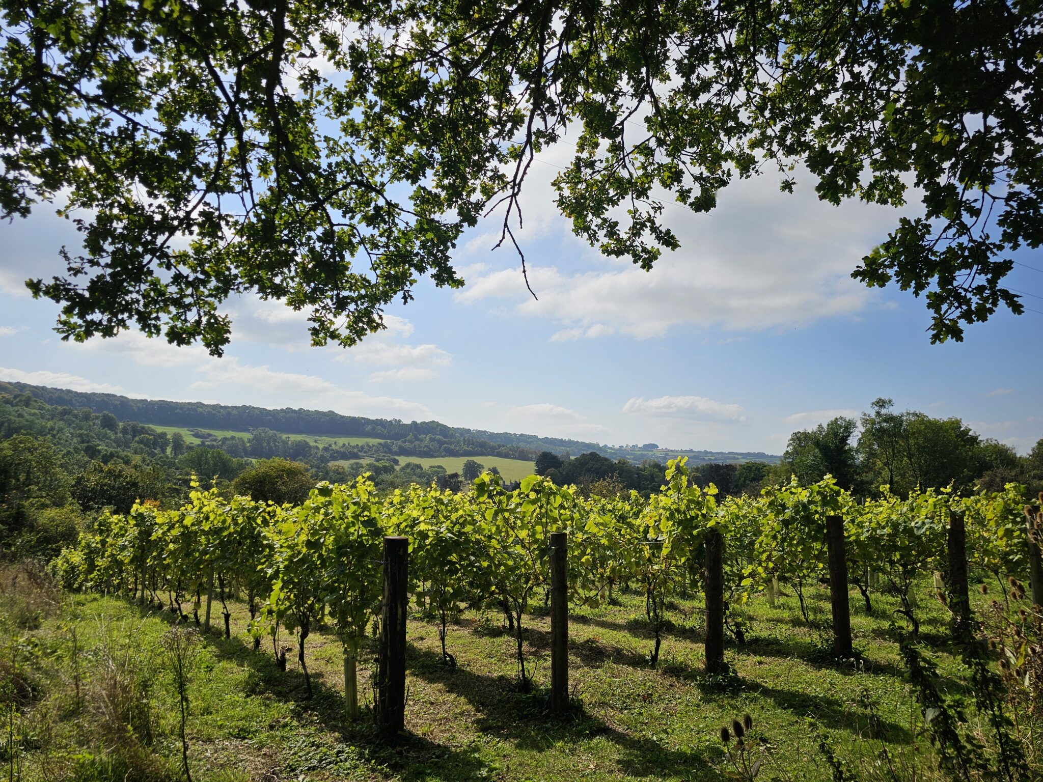 Combe Hay Vineyard main photo