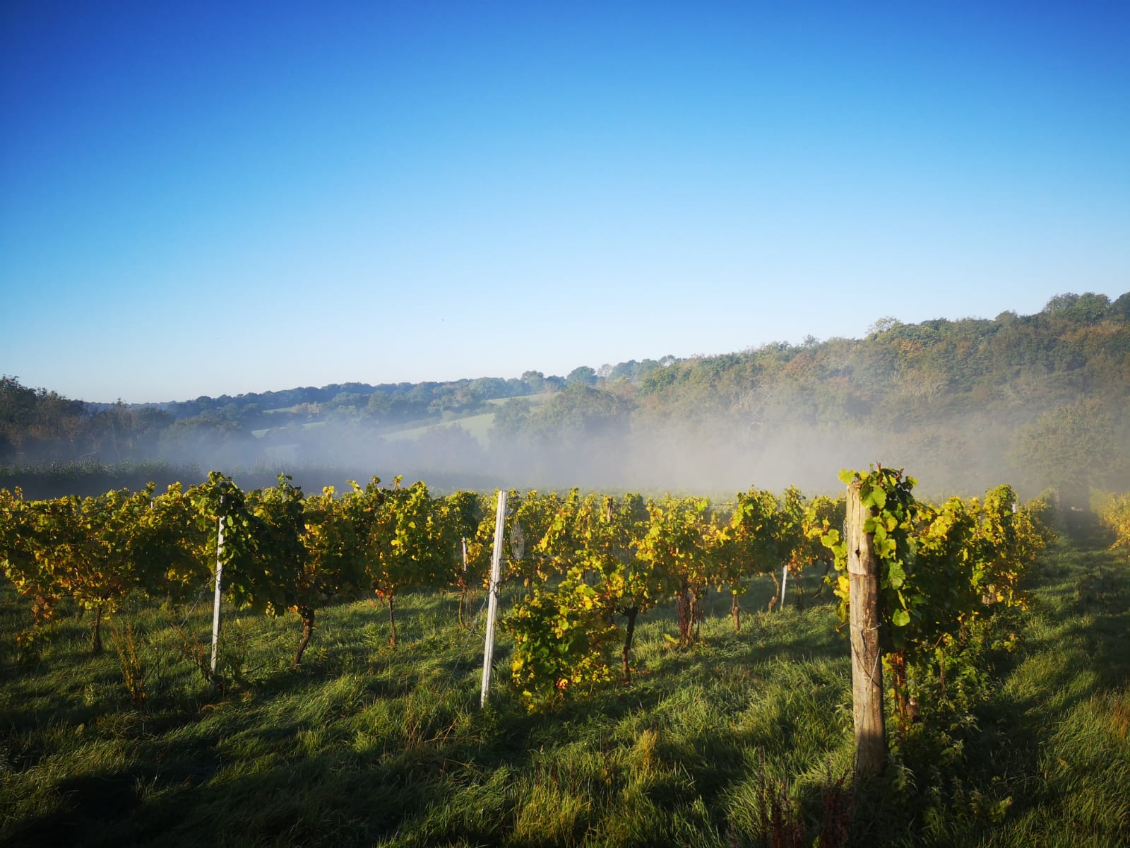 Davenport Vineyards main photo