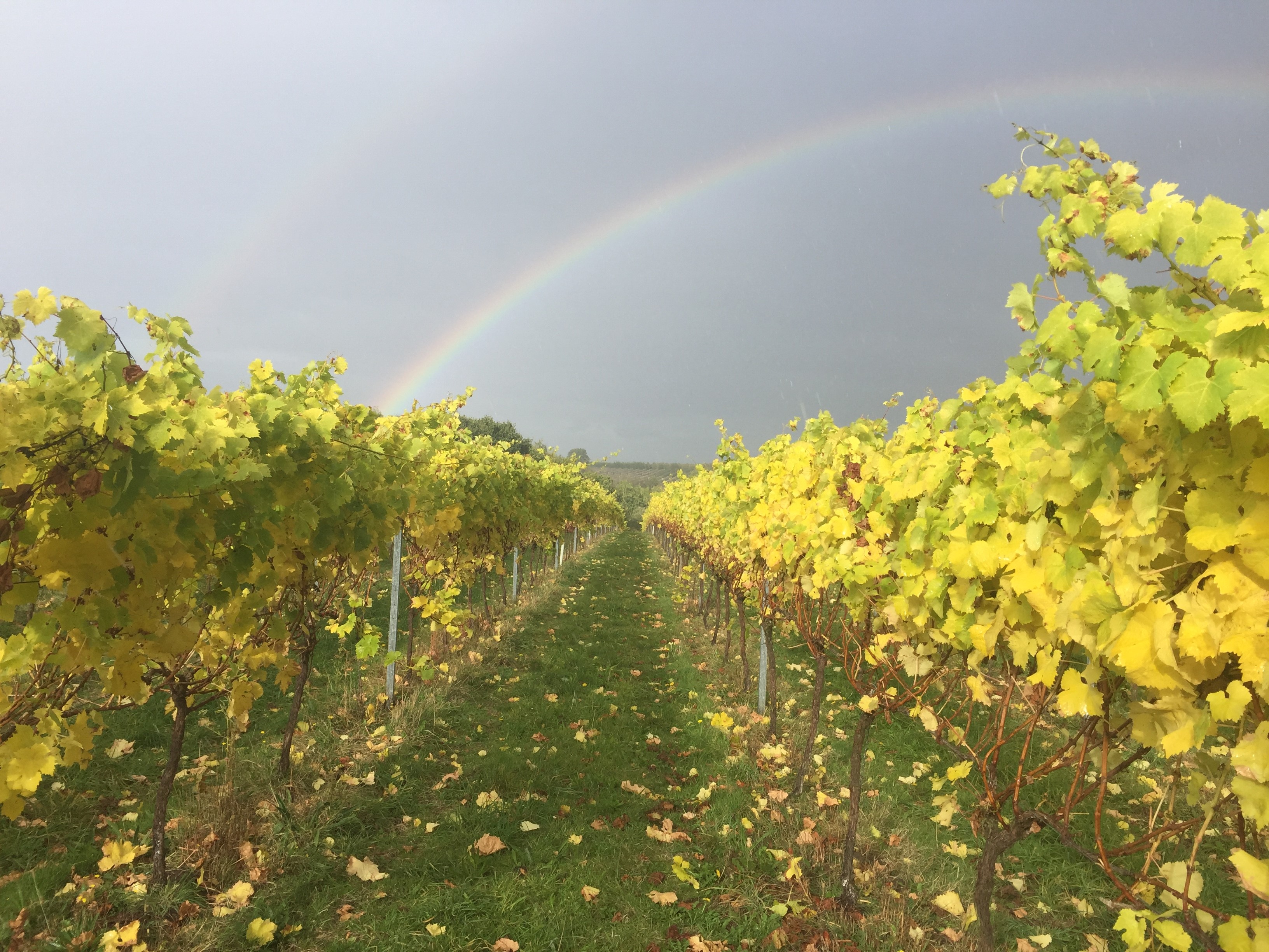 Davenport Vineyards photo 5