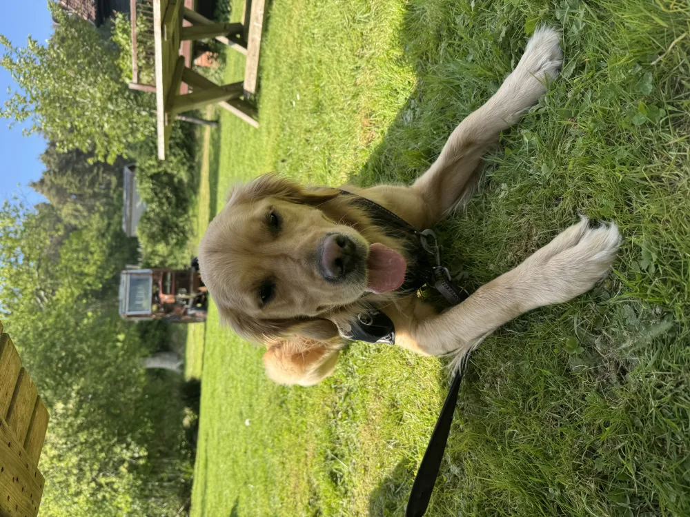 A dog enjoying a vineyard visit