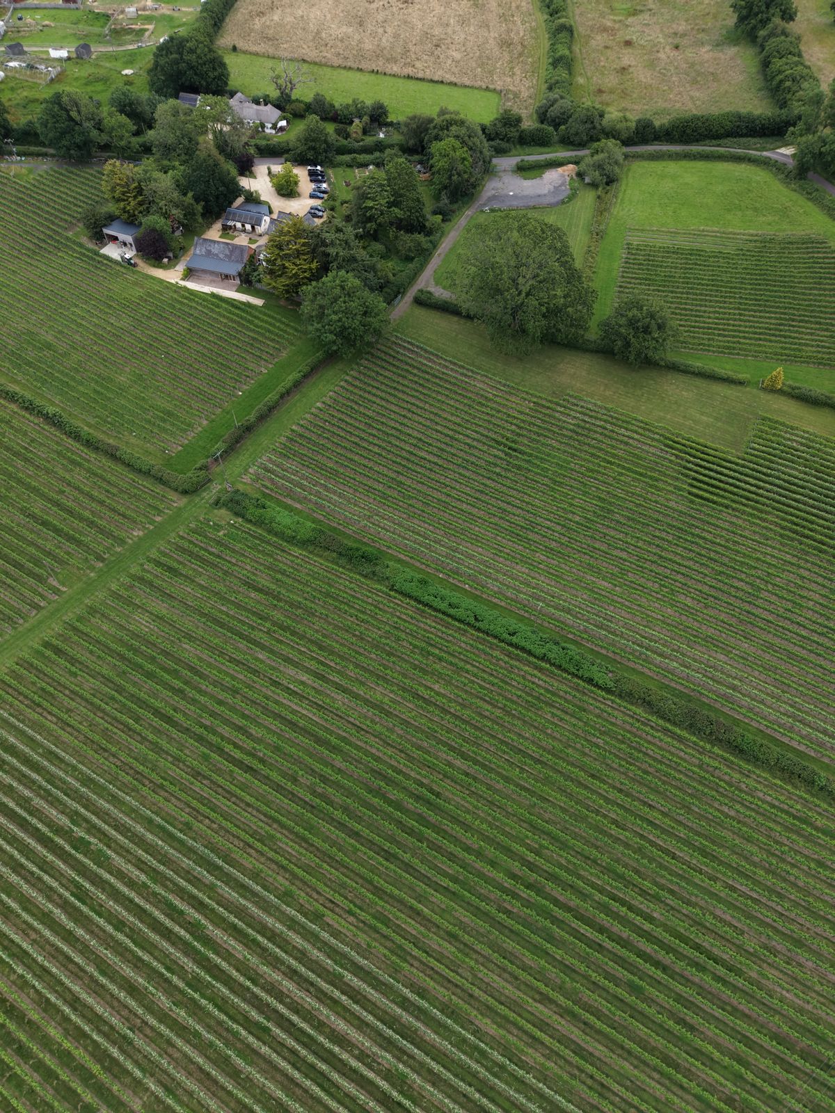 English Oak Vineyard main photo