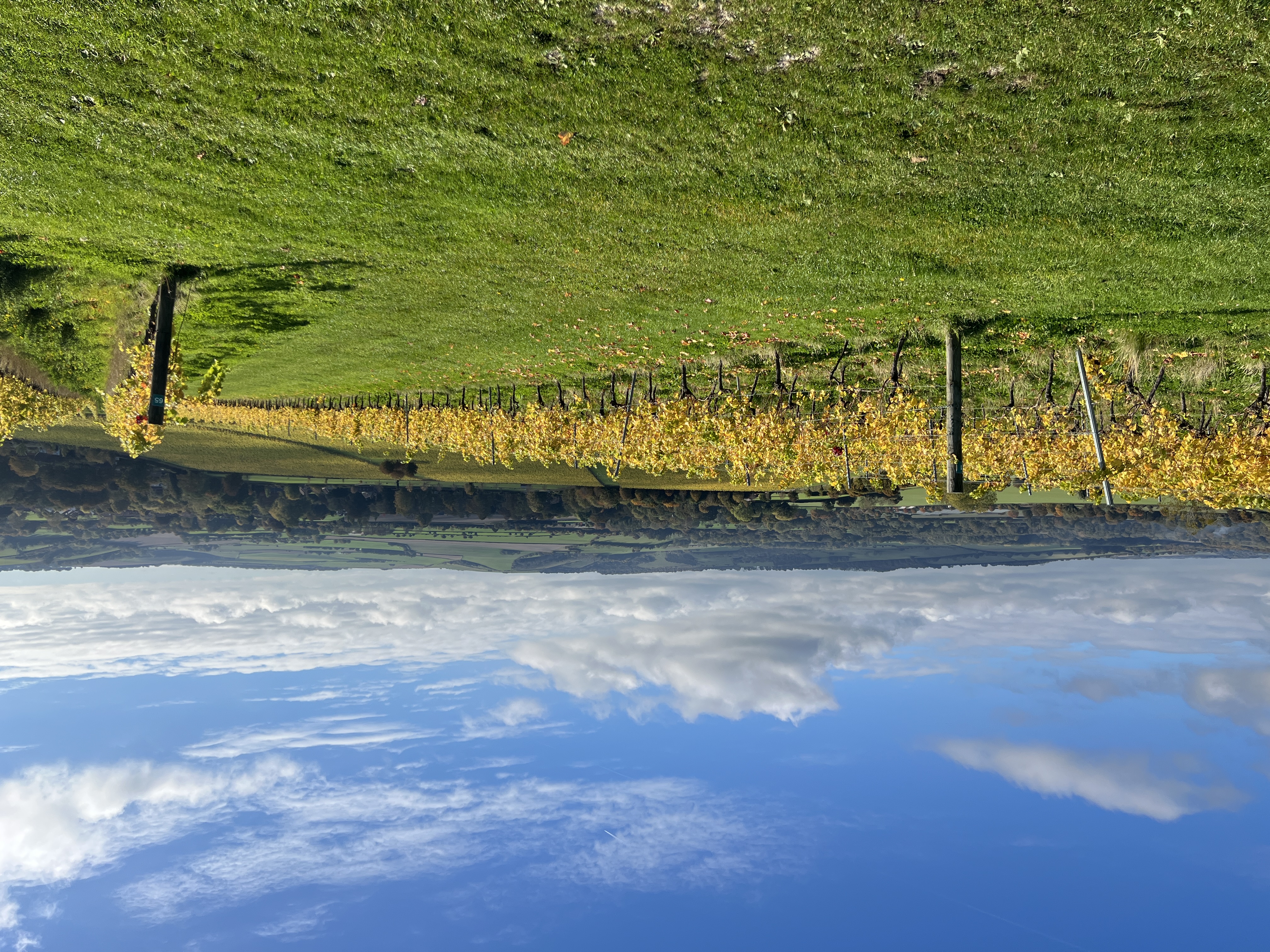 UK Vineyards Worth Visiting in 2026
