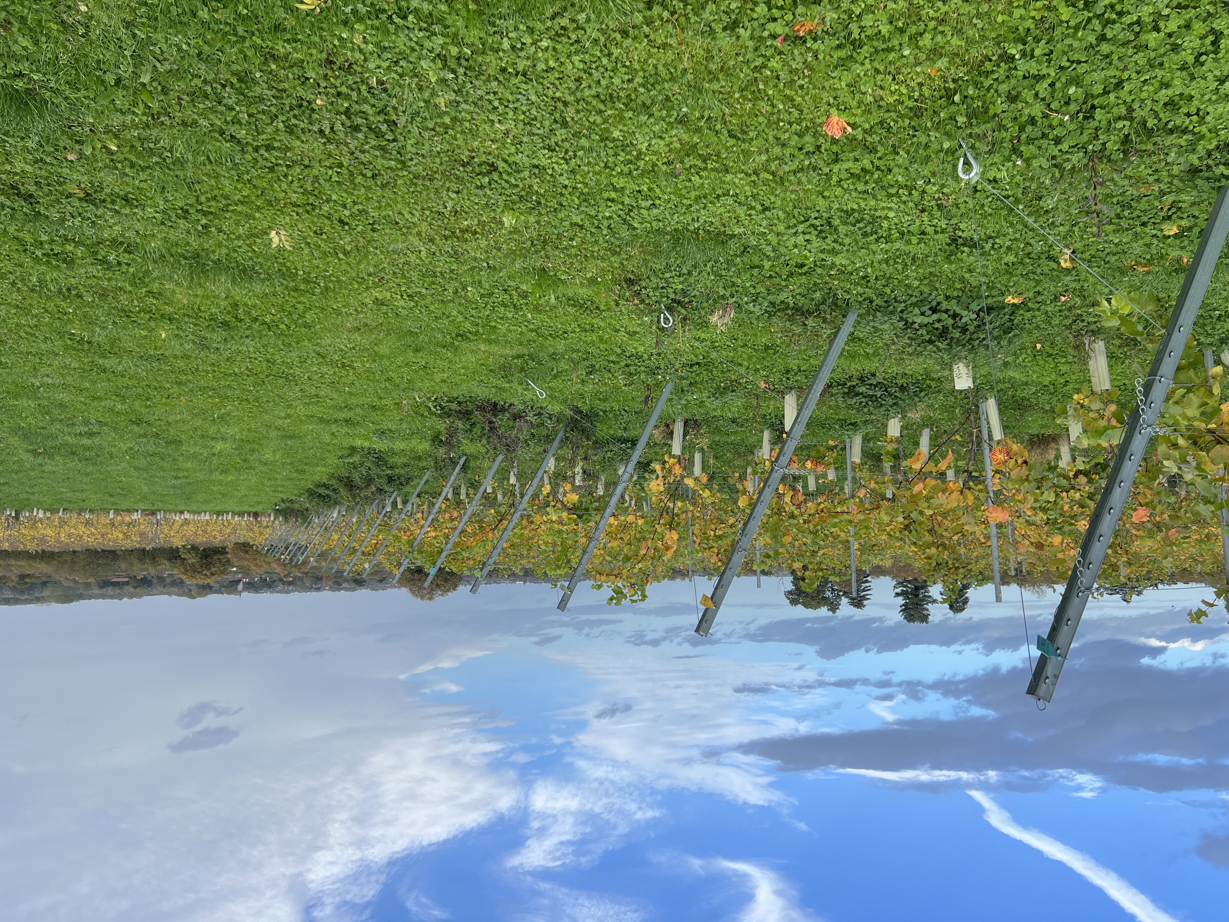 Flint Vineyard photo 2