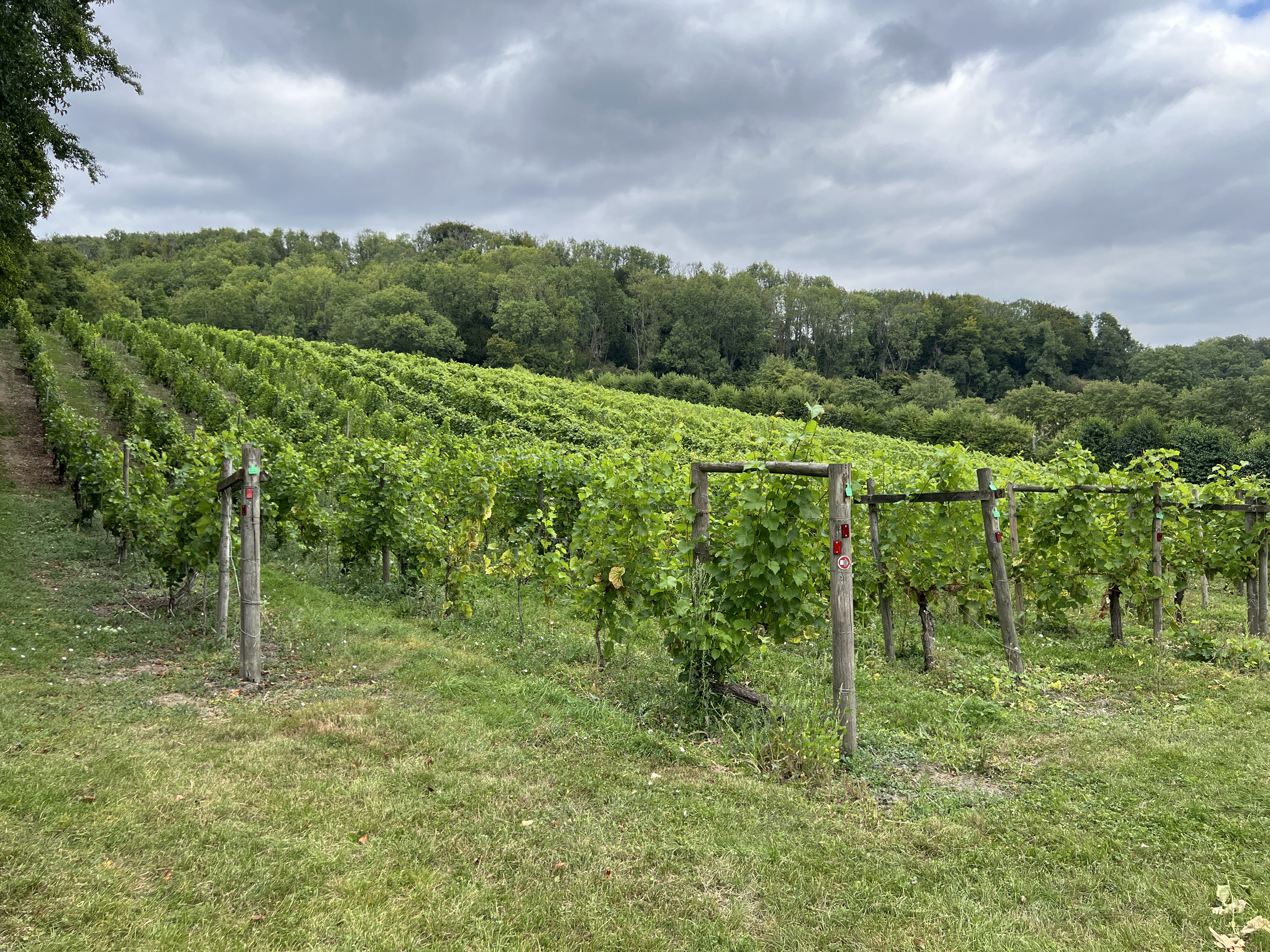 Godstone Vineyard main photo