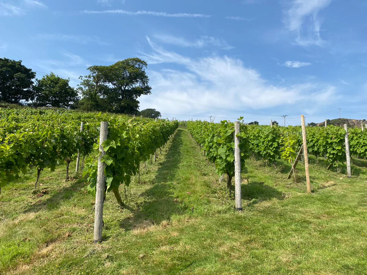 Gwinllan Conwy photo 2