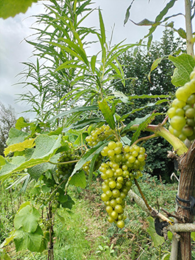 Gwinllan Hebron Vineyard photo 3