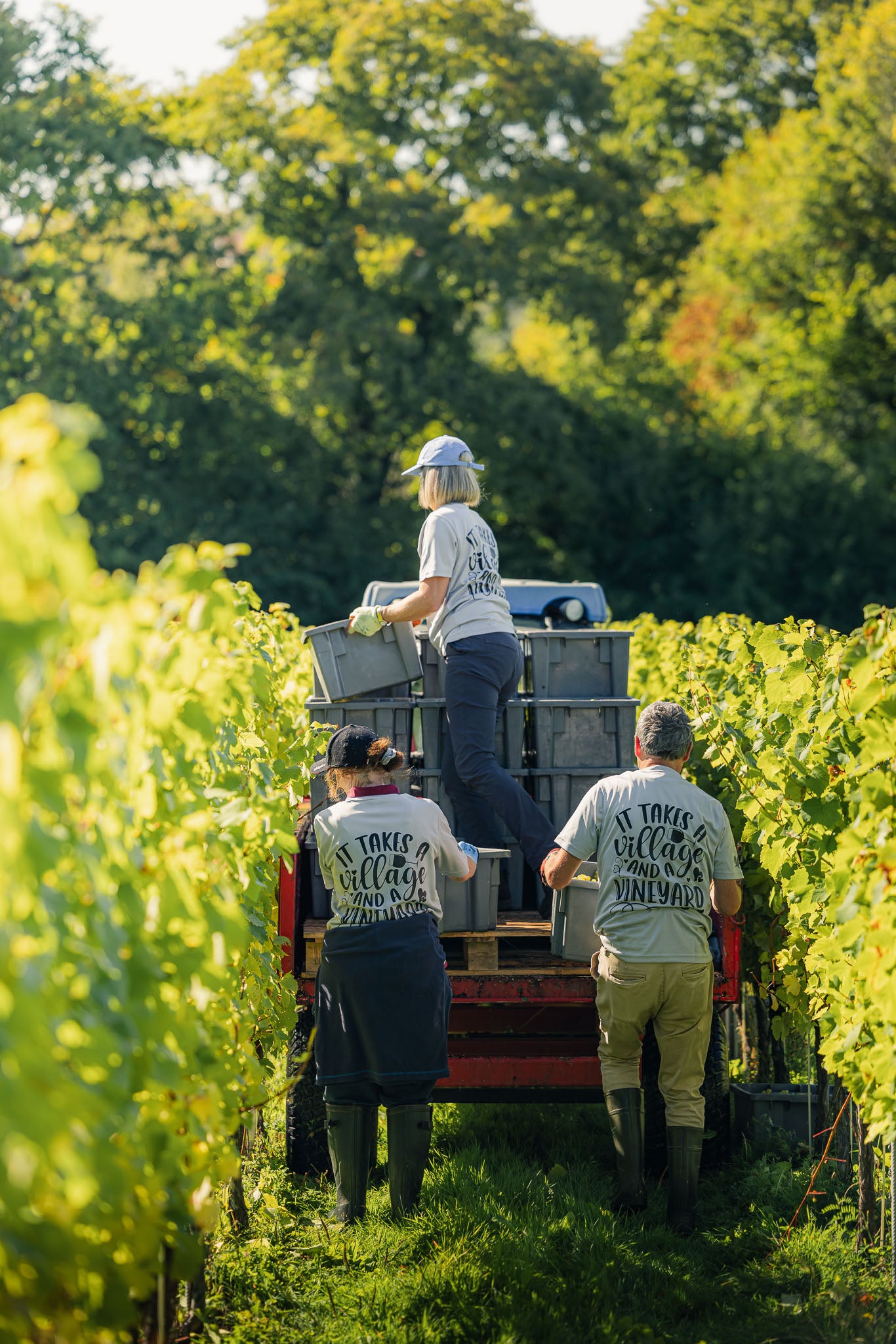 Hidden Spring Vineyard main photo