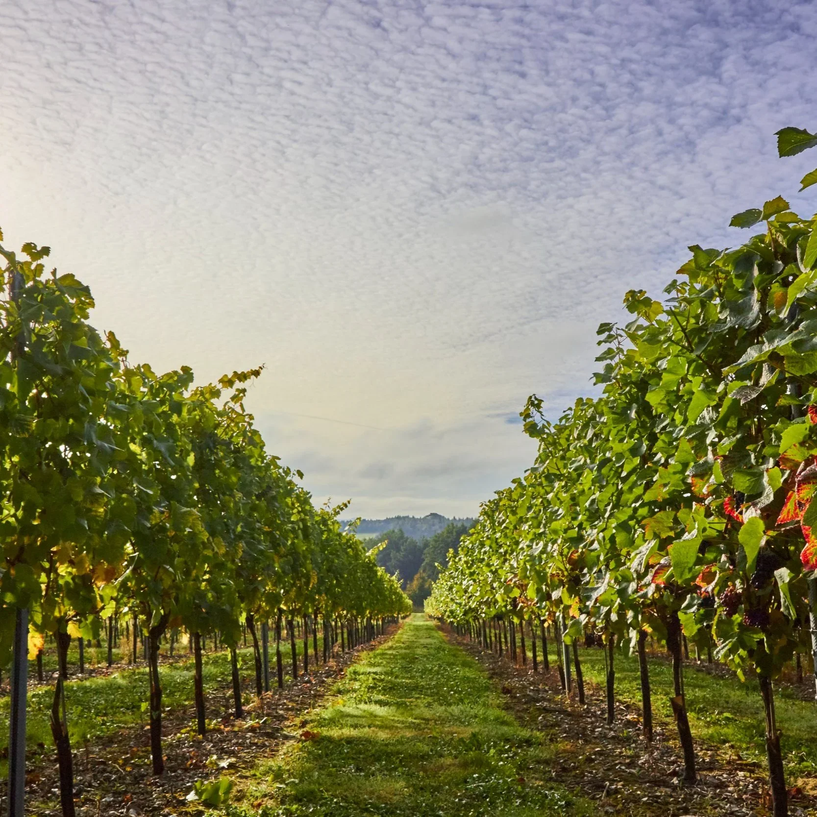 Highweald Wine main photo