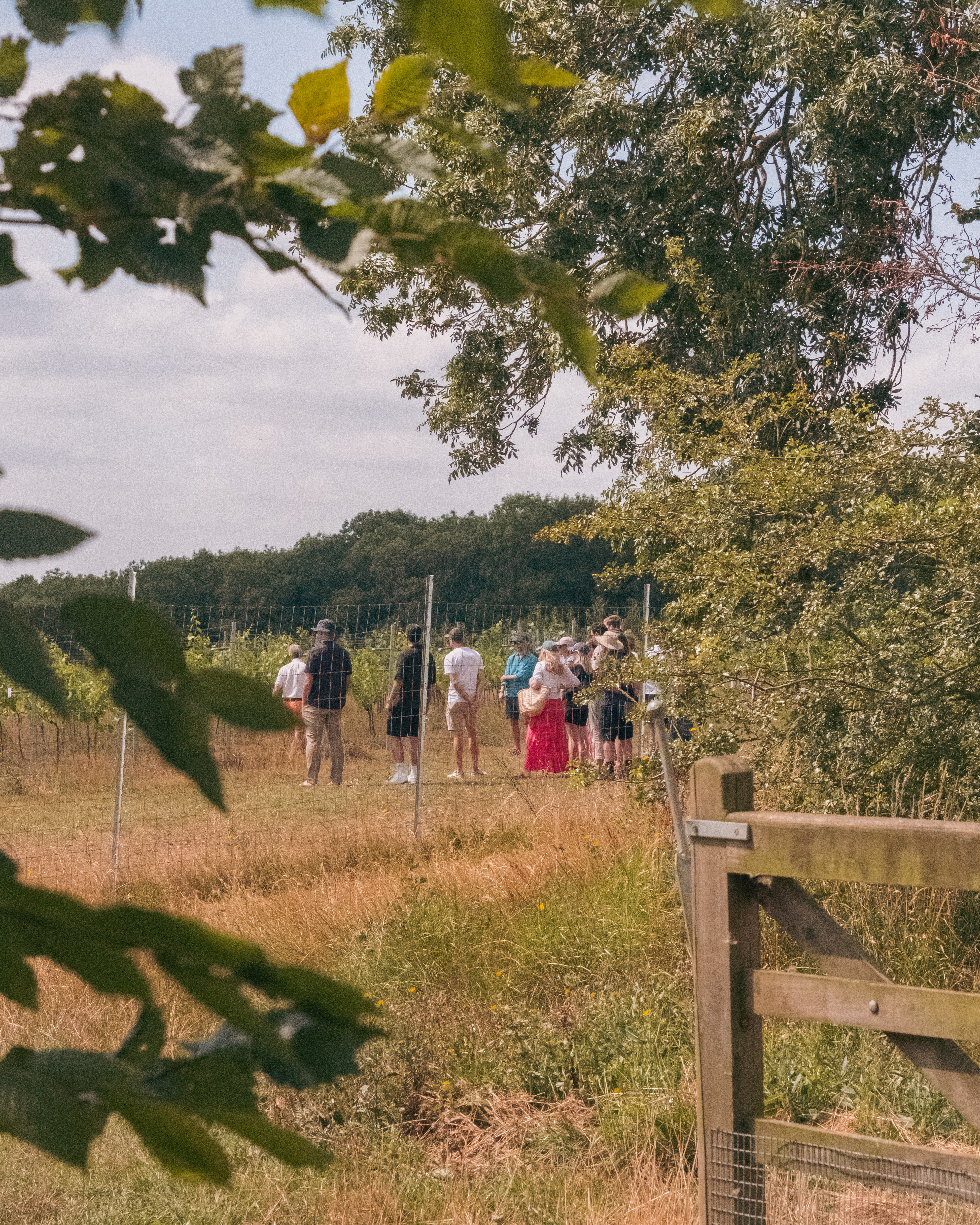 Hungerhill Vineyard photo 2