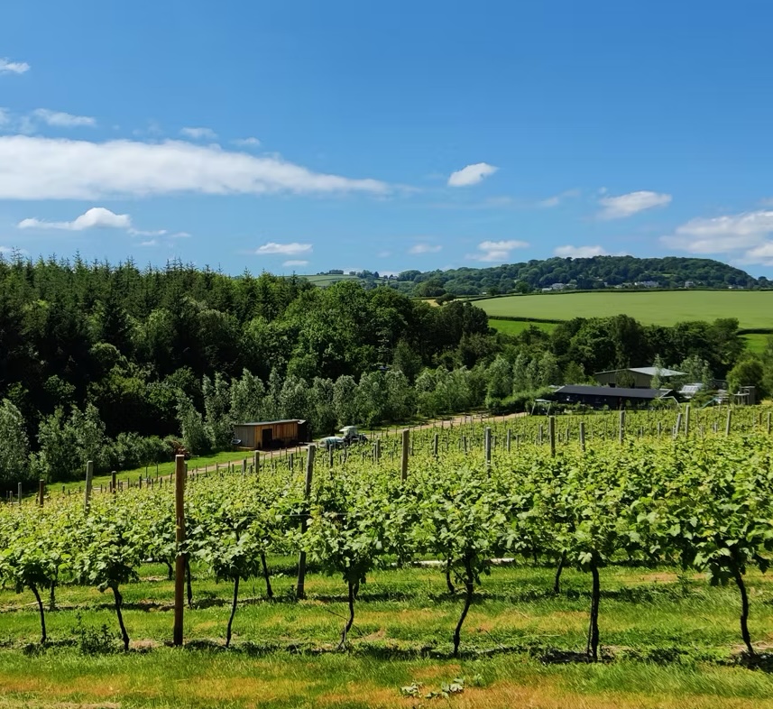 Huxbear Vineyard photo 4