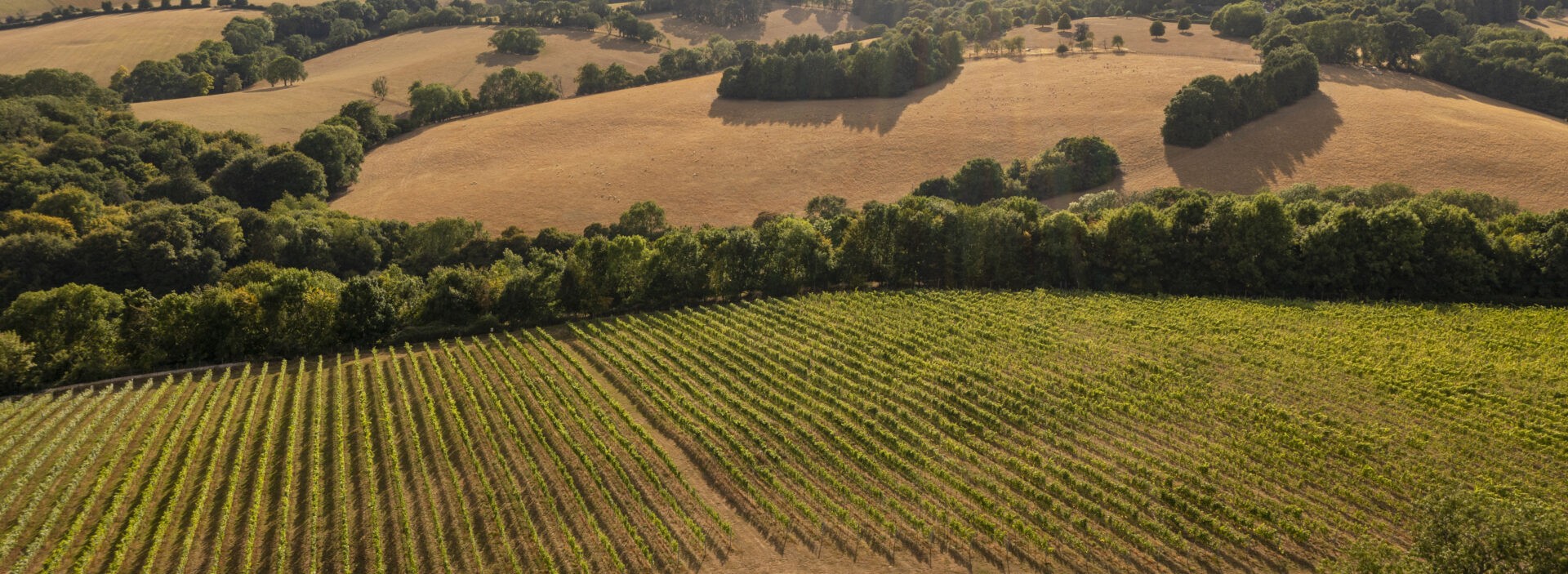 JoJo's Vineyard photo 3