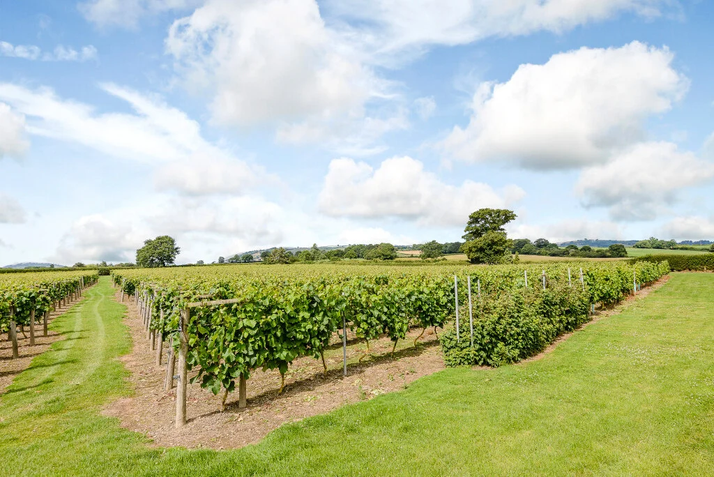 Kerry Vale Vineyard main photo