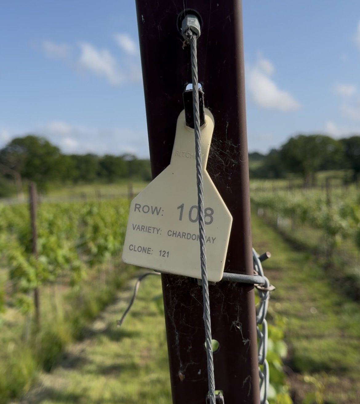 Kinsbrook Vineyard