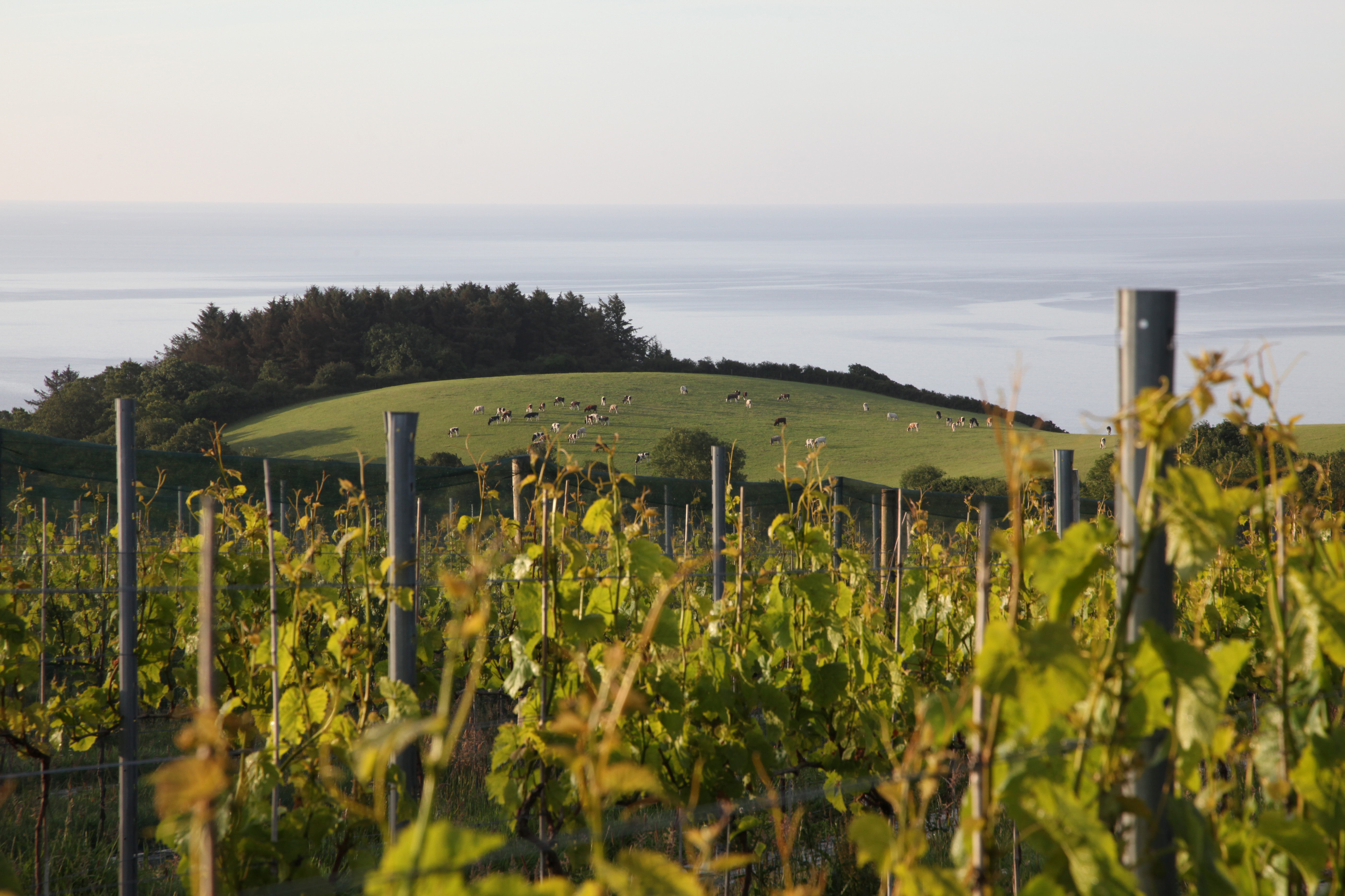 Knightor Winery photo 4