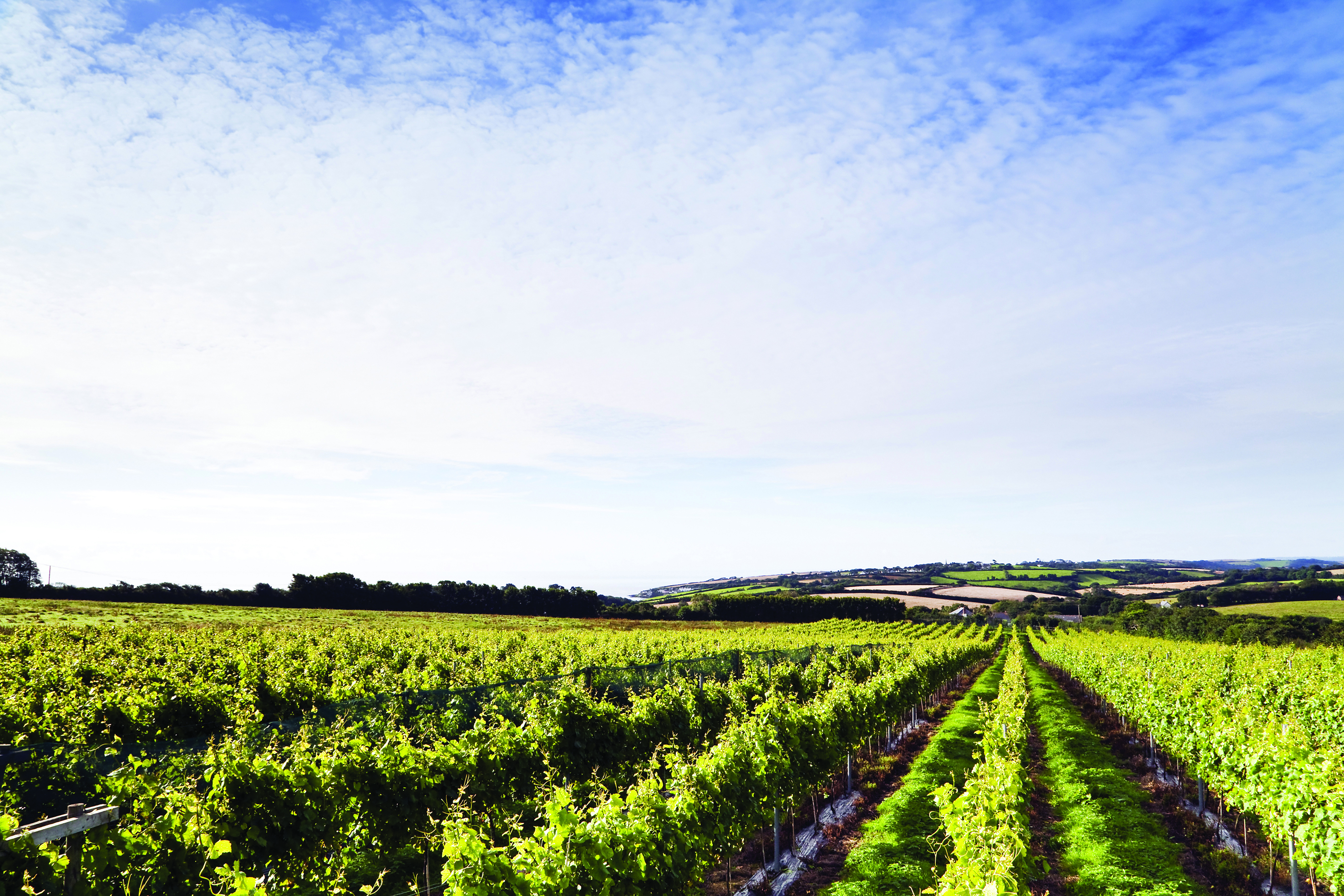 Knightor Winery photo 2