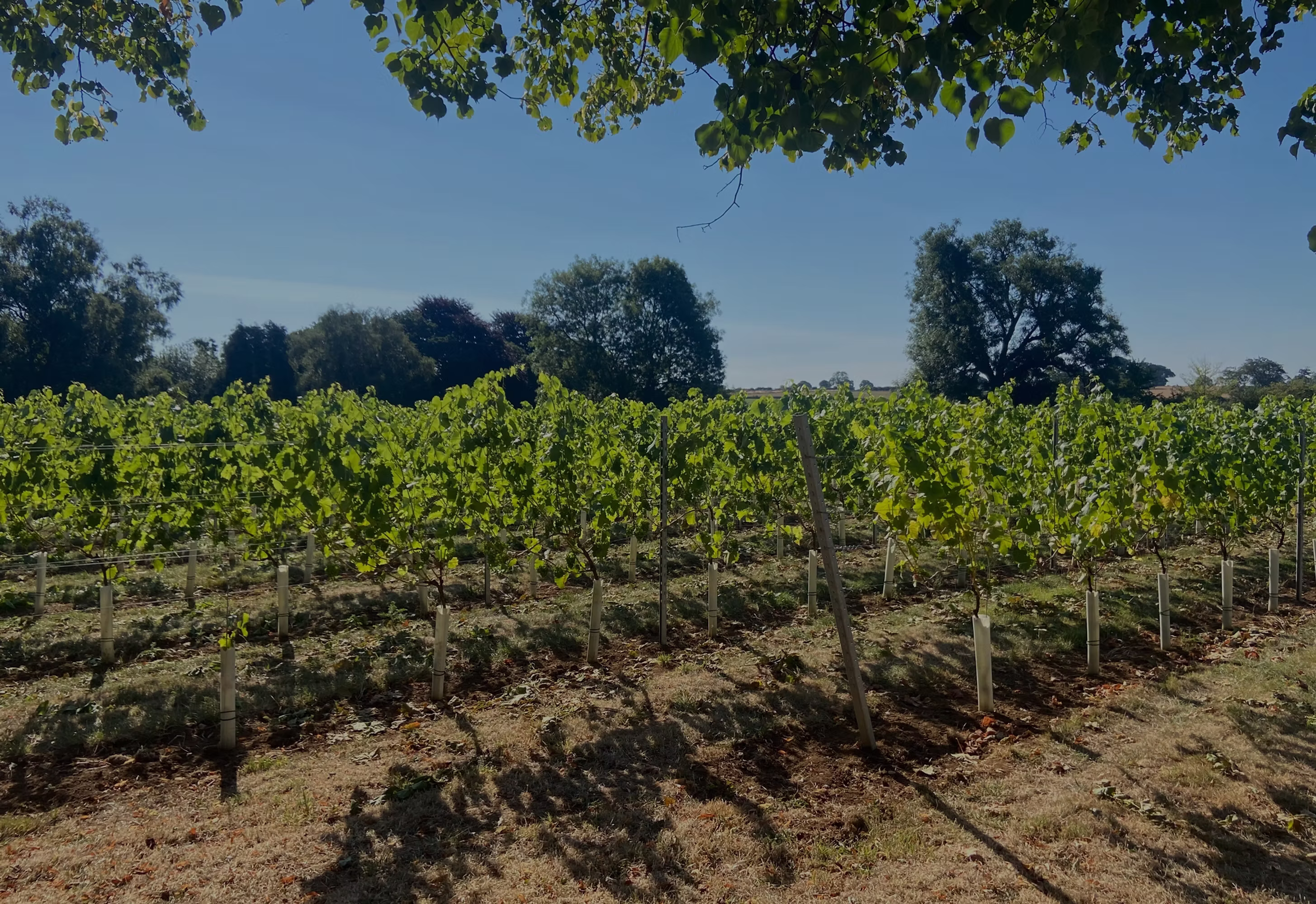 Larkhill Vineyard main photo