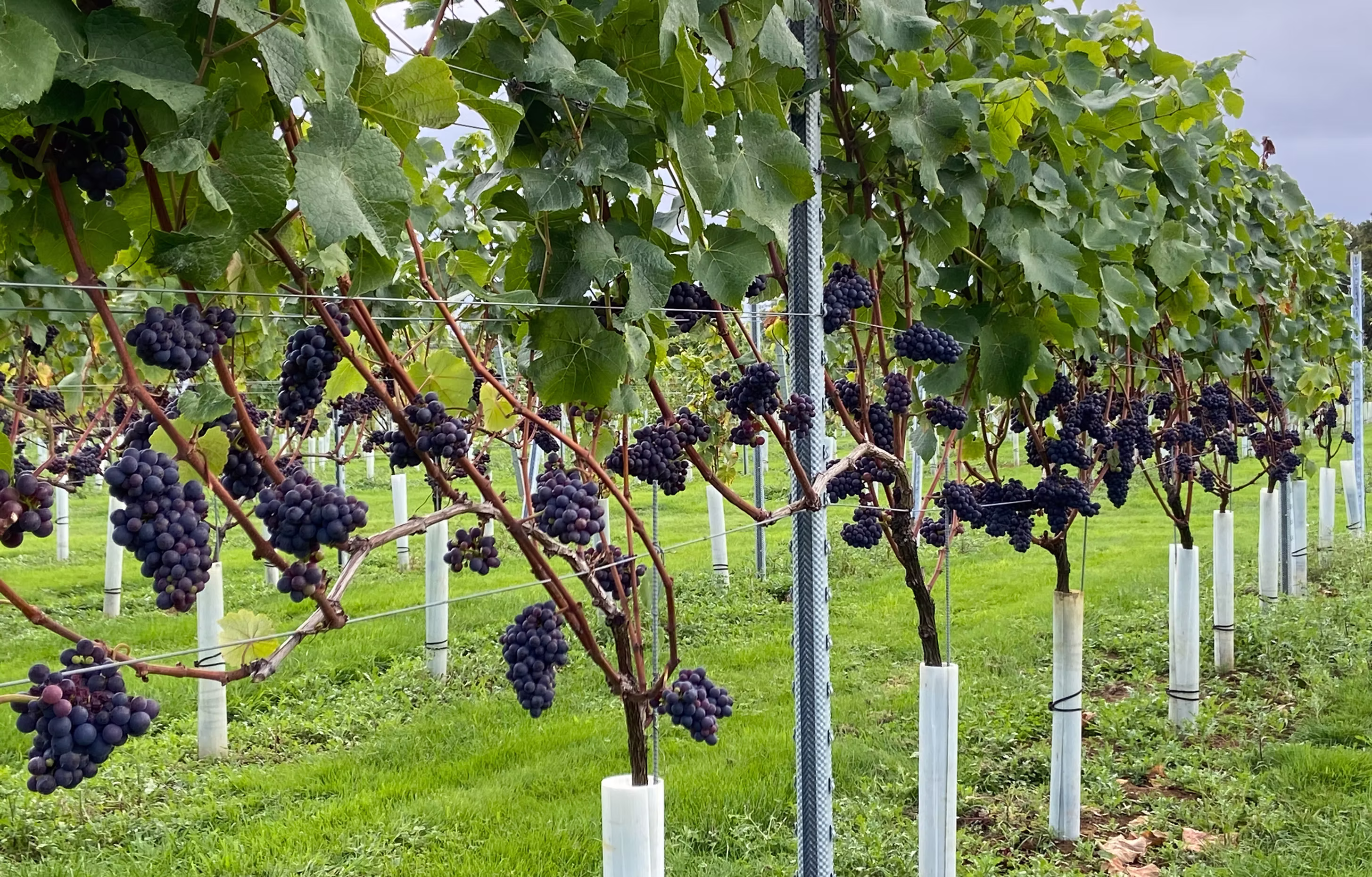 Larkhill Vineyard photo 2