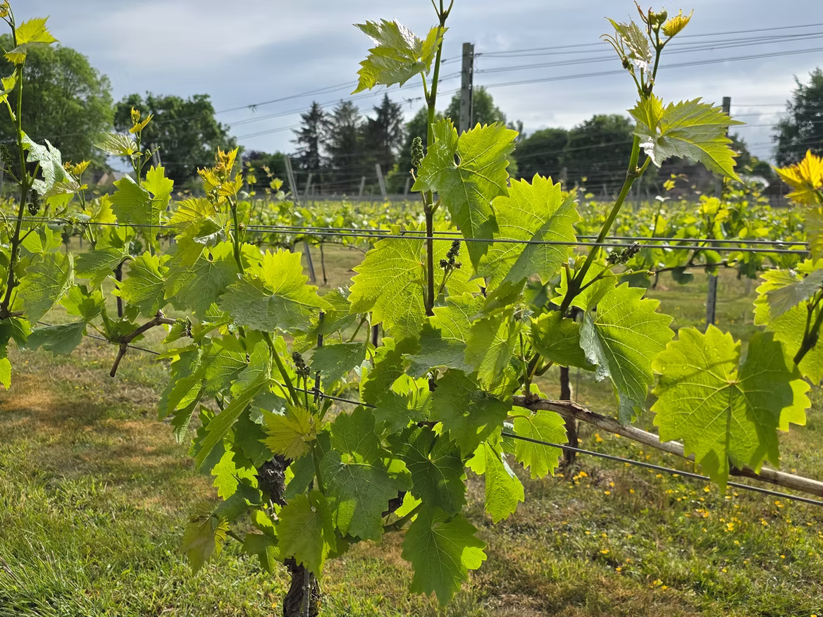 Larkhill Vineyard photo 3