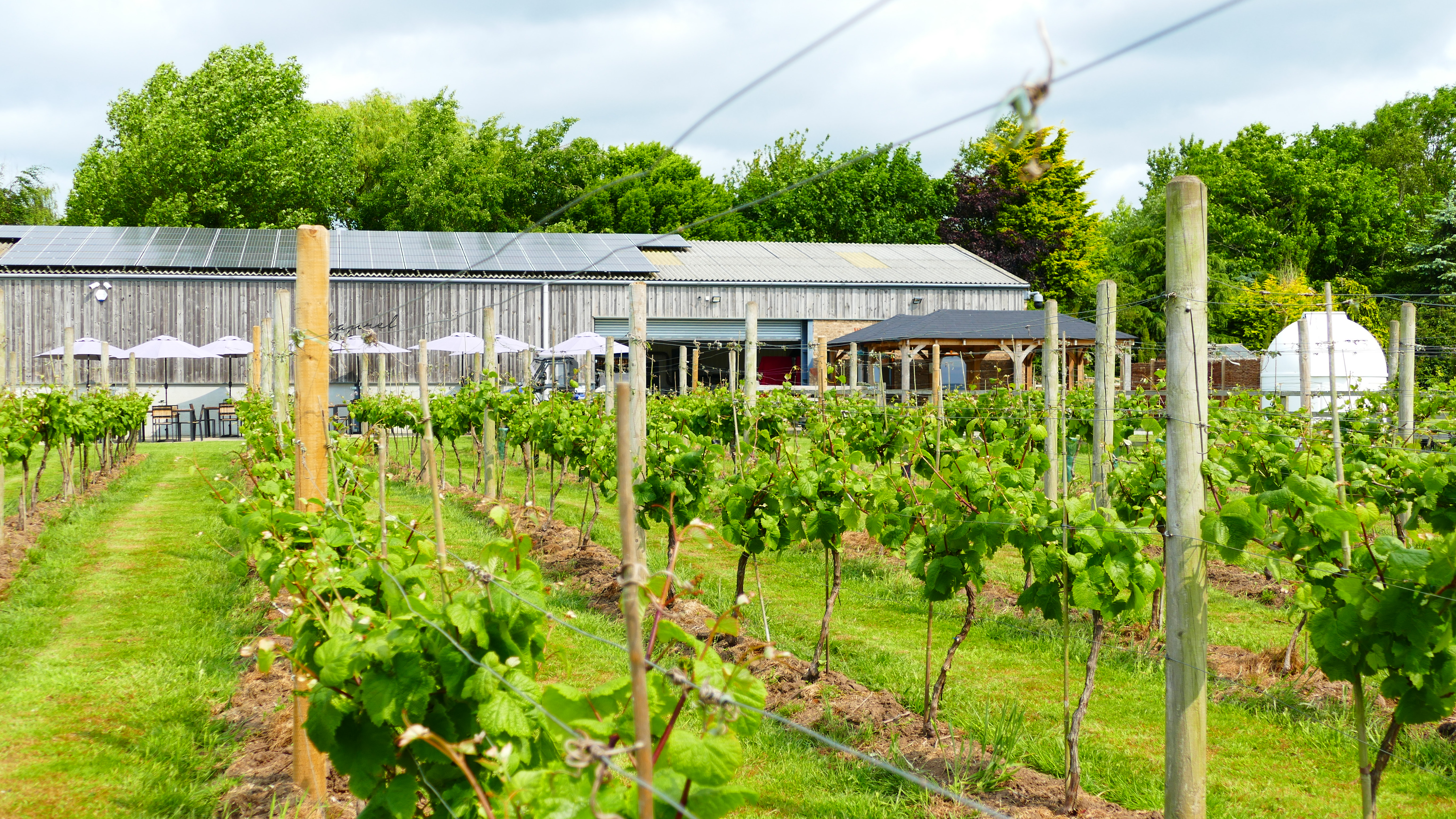 Laurel Vines, Vineyard & Winery main photo