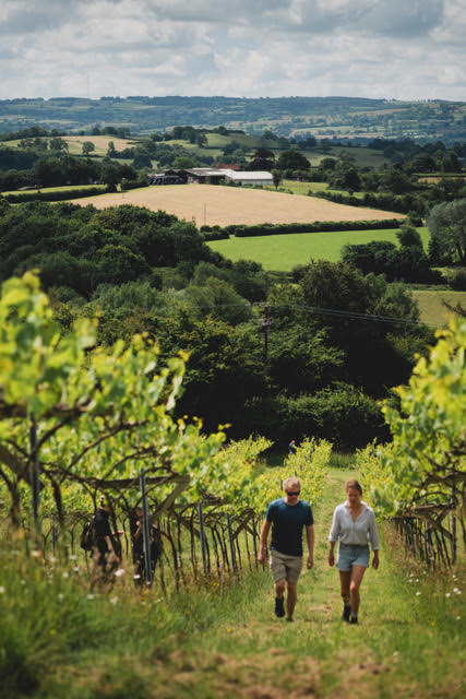 Limeburn Hill Biodynamic Vineyard photo 2