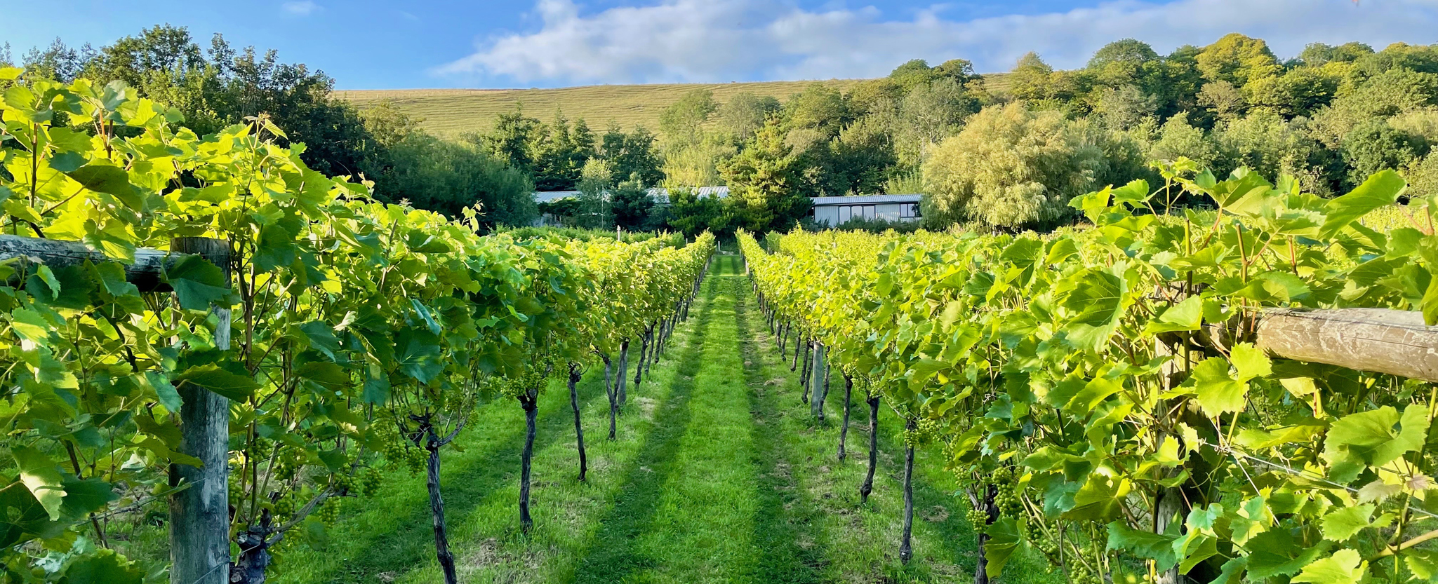 Little Waddon Vineyard photo 3