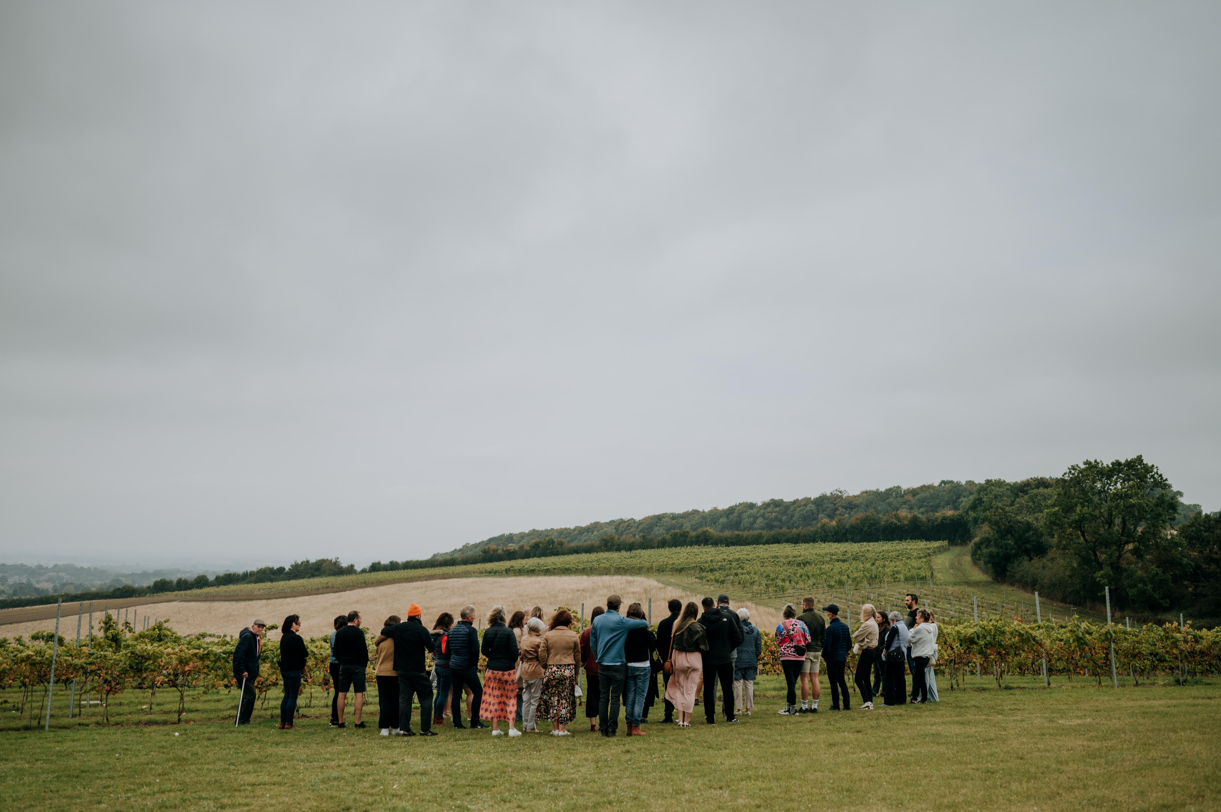 Little Wold Vineyard photo 3