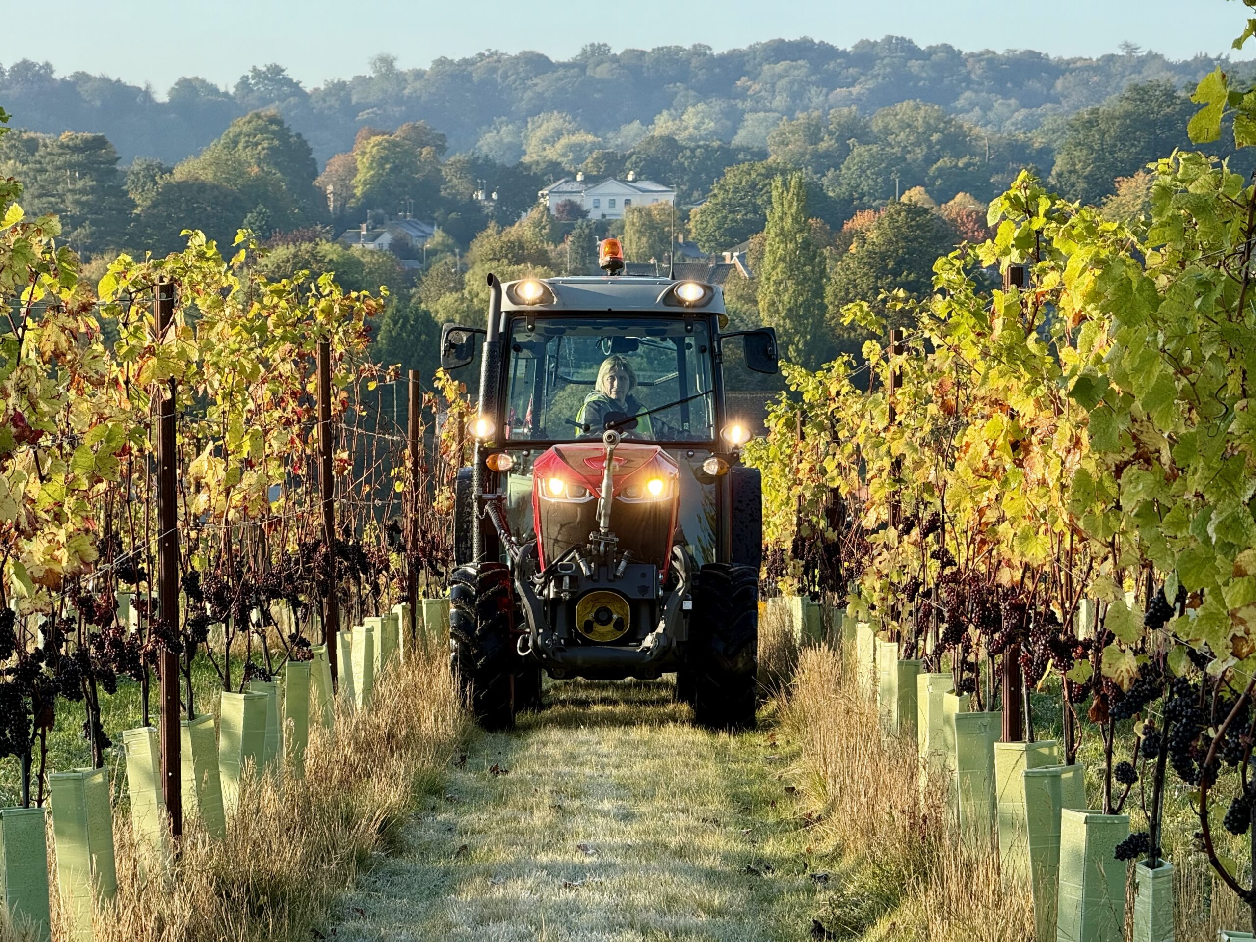 Lokkelebery Vineyard photo 2